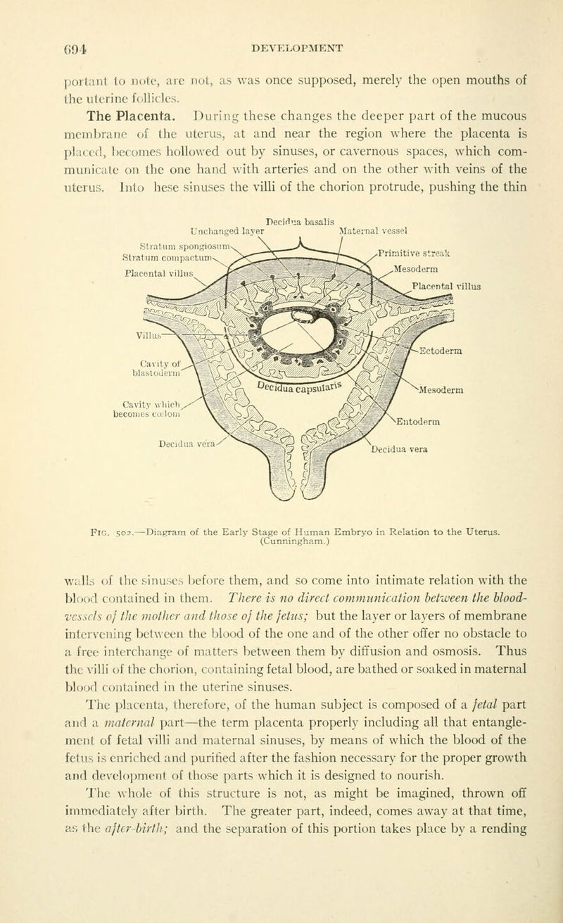 portant to note, arc not, as was once supposed, merely the open mouths of the uterine follicles. The Placenta. During these changes the deeper part of the mucous membrane of the uterus, at and near the region where the placenta is placed, becomes hollowed out by sinuses, or cavernous spaces, which com- municate on the one hand with arteries and on the other with veins of the uterus. Into hese sinuses the villi of the chorion protrude, pushing the thin Unchanged layer Stratum spongiosum Stratum compactum Placental vil. DecWua basalis Maternal vessel Primitive streak Mesoderm Placental villus Fig. so3. -Diagram of the Early Stage of Human Embryo in Relation to the Uterus. (Cunningham.) walls of the sinuses before them, and so come into intimate relation with the blood contained in them. There is no direct communication between the blood- vessels of the mother and those 0} the fetus; but the layer or layers of membrane intervening between the blood of the one and of the other offer no obstacle to a free interchange of matters between them by diffusion and osmosis. Thus the villi of the chorion, containing fetal blood, are bathed or soaked in maternal blood contained in the uterine sinuses. The placenta, therefore, of the human subject is composed of a fetal part and a maternal part—the term placenta properly including all that entangle- ment of fetal villi and maternal sinuses, by means of which the blood of the fetus is enriched and purified after the fashion necessary for the proper growth and development of those parts which it is designed to nourish. The whole of this structure is not, as might be imagined, thrown off immediately after birth. The greater part, indeed, comes away at that time, as the after birth; and the separation of this portion takes place by a rending