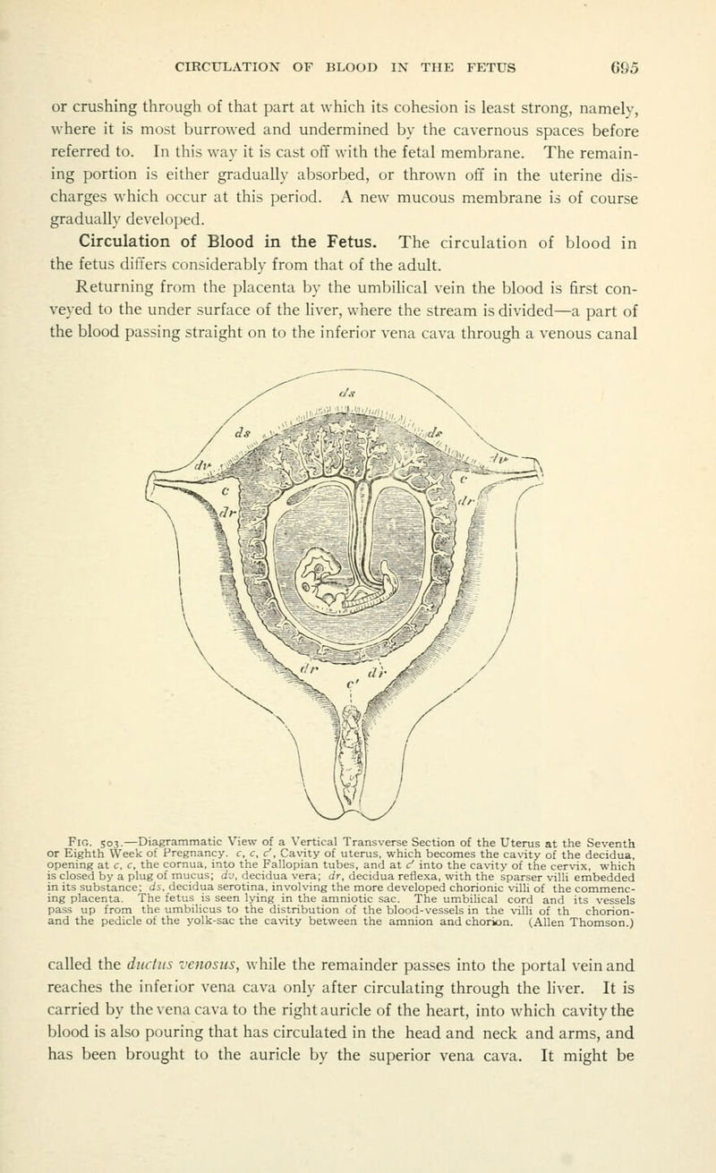 or crushing through of that part at which its cohesion is least strong, namely, where it is most burrowed and undermined by the cavernous spaces before referred to. In this way it is cast off with the fetal membrane. The remain- ing portion is either gradually absorbed, or thrown off in the uterine dis- charges which occur at this period. A new mucous membrane is of course gradually developed. Circulation of Blood in the Fetus. The circulation of blood in the fetus differs considerably from that of the adult. Returning from the placenta by the umbilical vein the blood is first con- veyed to the under surface of the liver, where the stream is divided—a part of the blood passing straight on to the inferior vena cava through a venous canal Wmll Fig. 503.—Diagrammatic View of a Vertical Transverse Section of the Uterus at the Seventh or Eighth Week of Pregnancy, c, c, d', Cavity of uterus, which becomes the cavity of the decidua, opening at c, c, the cornua, into the Fallopian tubes, and at d into the cavity of the cervix, which is closed by a plug of mucus; dv, decidua vera; dr, decidua reflexa, with the sparser villi embedded in its substance; ds, decidua serotina, involving the more developed chorionic villi of the commenc- ing placenta. The fetus is seen lying in the amniotic sac. The umbilical cord and its vessels pass up from the umbilicus to the distribution of the blood-vessels in the villi of th chorion- and the pedicle of the yolk-sac the cavity between the amnion and chorion. (Allen Thomson.) called the ductus venosus, while the remainder passes into the portal vein and reaches the inferior vena cava only after circulating through the liver. It is carried by the vena cava to the right auricle of the heart, into which cavity the blood is also pouring that has circulated in the head and neck and arms, and has been brought to the auricle by the superior vena cava. It might be