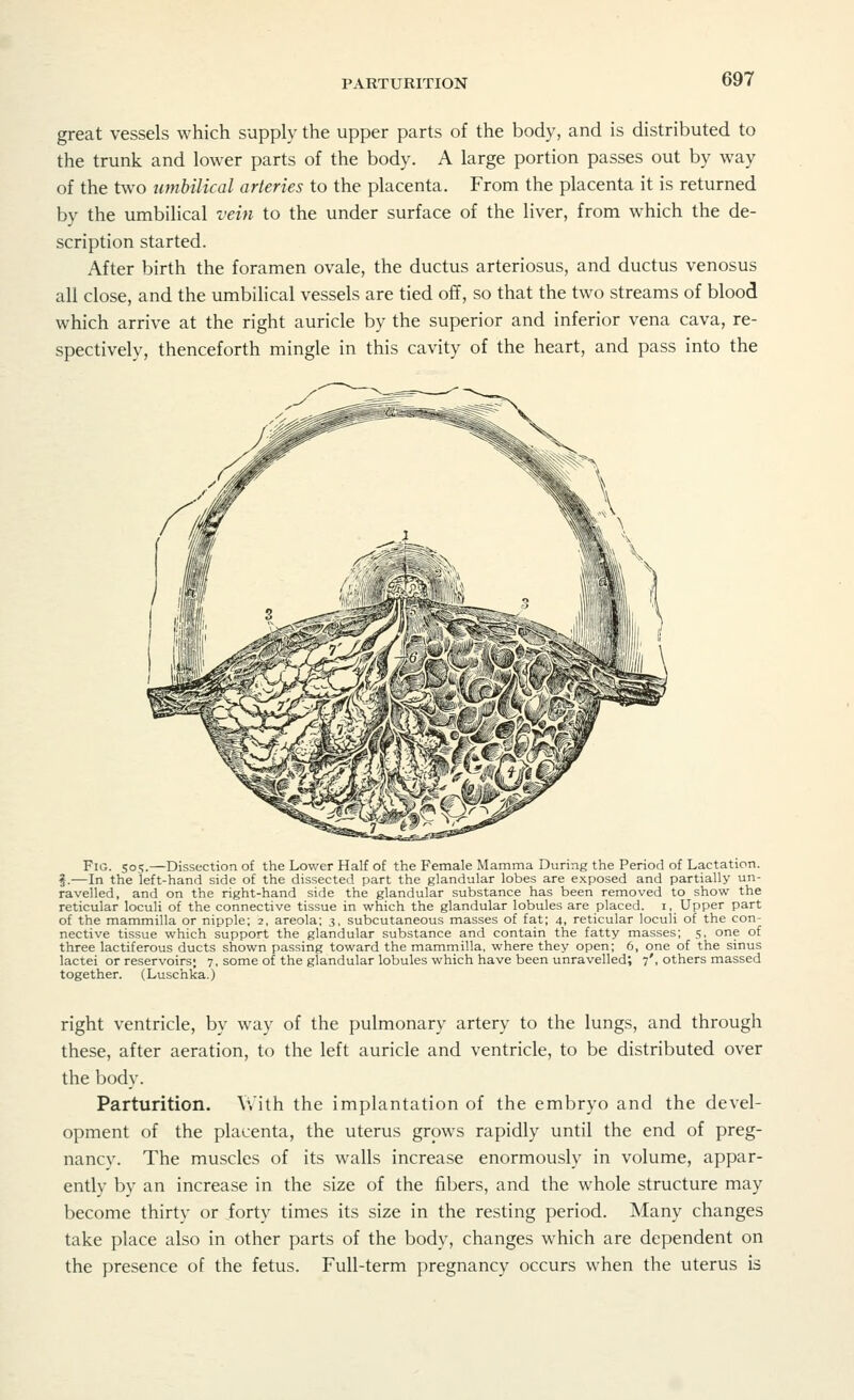 PARTURITION great vessels which supply the upper parts of the body, and is distributed to the trunk and lower parts of the body. A large portion passes out by way of the two umbilical arteries to the placenta. From the placenta it is returned by the umbilical vein to the under surface of the liver, from which the de- scription started. After birth the foramen ovale, the ductus arteriosus, and ductus venosus all close, and the umbilical vessels are tied off, so that the two streams of blood which arrive at the right auricle by the superior and inferior vena cava, re- spectively, thenceforth mingle in this cavity of the heart, and pass into the Fig. 505.—Dissection of the Lower Half of the Female Mamma During the Period of Lactation. ?.—In the left-hand side of the dissected part the glandular lobes are exposed and partially un- ravelled, and on the right-hand side the glandular substance has been removed to show the reticular loculi of the connective tissue in which the glandular lobules are placed, i, Upper part of the mammilla or nipple; 2, areola; 3, subcutaneous masses of fat; 4, reticular loculi of the con- nective tissue which support the glandular substance and contain the fatty masses; 5, one of three lactiferous ducts shown passing toward the mammilla, where they open; 6, one of the sinus lactei or reservoirs; 7, some of the glandular lobules which have been unravelled; 7', others massed together. (Luschka.) right ventricle, by way of the pulmonary artery to the lungs, and through these, after aeration, to the left auricle and ventricle, to be distributed over the body. Parturition. With the implantation of the embryo and the devel- opment of the placenta, the uterus grows rapidly until the end of preg- nancy. The muscles of its walls increase enormously in volume, appar- ently by an increase in the size of the fibers, and the whole structure may become thirty or forty times its size in the resting period. Many changes take place also in other parts of the body, changes which are dependent on the presence of the fetus. Full-term pregnancy occurs when the uterus is