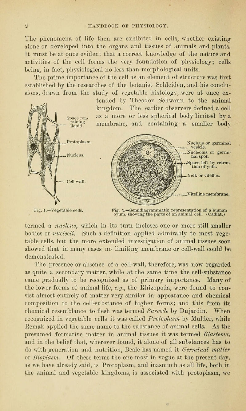 The plienomeua of life then are exhibited in cells, whether existing alone or developed into the organs and tissues of animals and plants. It must be at once evident that a correct knowledge of the nature and activities of the cell forms the very foundation of physiology; cells being, in fact, physiological no less than morphological units. The prime importance of the cell as an element of structure was first established by the researches of the botanist Schleiden, and his conclu- sions, drawn from the study of vegetable histology, were at once ex- tended by Theodor Schwann to the animal kingdom. The earlier observers defined a cell Spacecou- '^^ ^ morc or less spherical body limited by a tainiug ■ liquid. membrane, and containing a smaller body Protoplasm. .Nucleus. Cell-wall. Nucleus or germinal , vesicle. Nucleolus or germi- nal spot. Space left by retrac- tion of yelk. .Yelk or vitellus. ■Vitelline membrane. Fig. 1.—Vegetable cells. Fig. S.—Semidiagrammatic representation of a hiunan ovum, showing the parts of an animal cell. (Cadiat.) termed a nucleus, which in its turn incloses one or more still smaller bodies or nucleoli. Such a definition applied admirably to most vege- table cells, but the more extended investigation of animal tissues soon showed that in many cases no limiting membrane or cell-wall could be demonstrated. The presence or absence of a cell-wall, therefore, was now regarded as quite a secondary matter, while at the same time the cell-substance came gradually to be recognized as of primary importance. Many of the lower forms of animal life, e.g., the Ehizopoda, were found to con- sist almost entirely of matter very similar in appearance and chemical composition to the cell-substance of higher forms; and this from its chemical resemblance to flesh was termed Sarcode by Dujardin. When recognized in vegetable cells it was called Protoplasm by Mulder, while Eemak applied the same name to the substance of animal cells. As the presumed formative matter in animal tissues it was termed Blastema, and in the belief that, wherever found, it alone of all substances has to do with generation and nutrition, Beale has named it Germinal matter or Bioplasm. Of these terms the one most in vogue at the present day, as we have already said, is Protoplasm, and inasmuch as all life, both in the animal and vegetable kingdoms, is associated with protoplasm, we