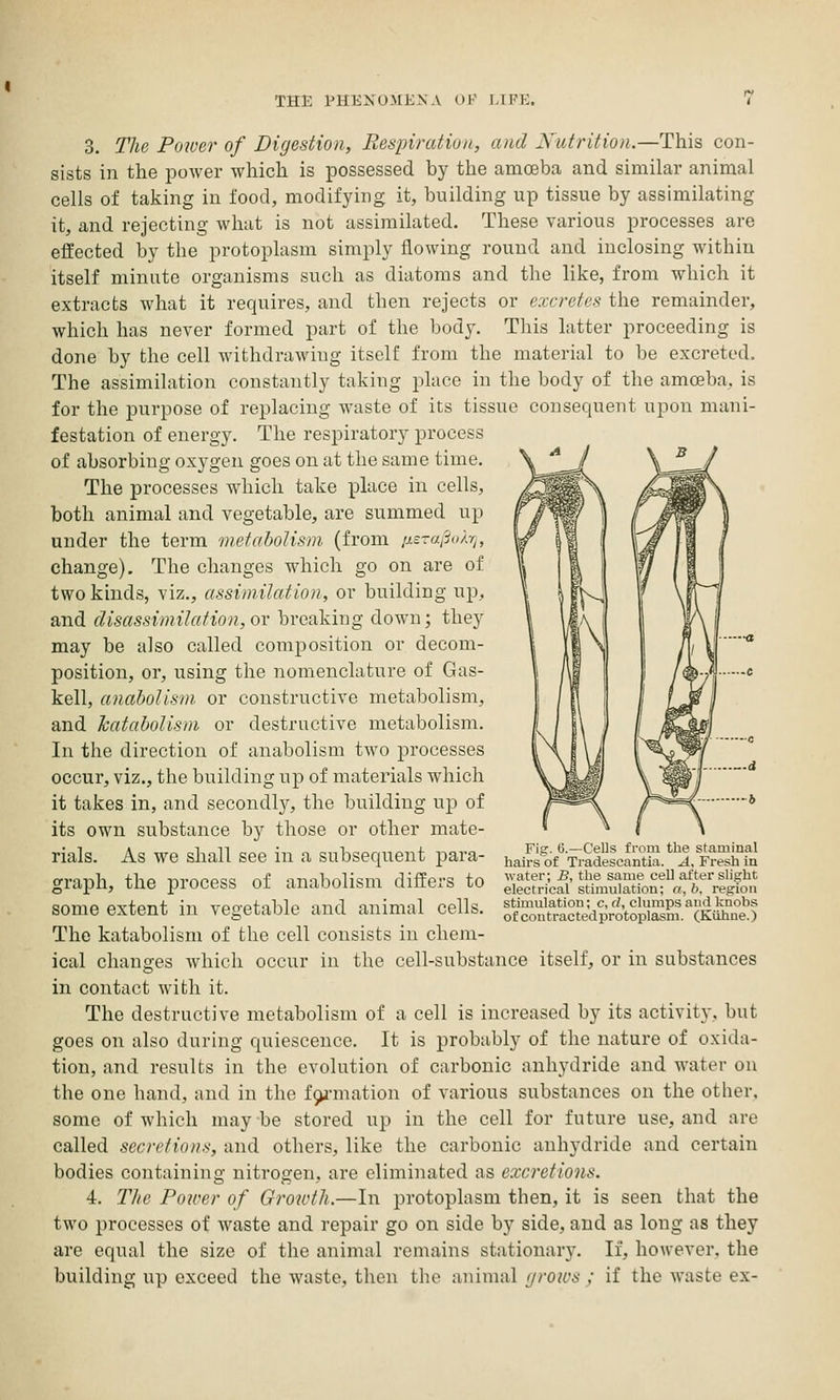 3. The Power of Digestion, Respiration, and Nutrition.—This con- sists in the power which is possessed by the amoeba and similar animal cells of taking in food, modifying it, building up tissue by assimilating it, and rejecting what is not assimilated. These various processes are effected by the protoplasm simply flowing round and inclosing within itself minute organisms such as diatoms and the like, from which it extracts what it requires, and then rejects or excretes the remainder, which has never formed part of the body. This latter proceeding is done by the cell withdrawing itself from the material to be excreted. The assimilation constantly taking place in the body of the amoeba, is for the purpose of replacing waste of its tissue consequent upon mani- festation of energy. The respiratory process of absorbing oxygen goes on at the same time. The processes which take place in cells, both animal and vegetable, are summed up under the term metabolism (from ij.z-a.^iukr^, change). The changes which go on are of two kinds, viz., assimilation, or building up, and disassimilafion,or breaking down; they may be also called composition or decom- position, or, using the nomenclature of Gas- kell, anahoUsm or constructive metabolism, and Tcataholism or destructive metabolism. In the direction of anabolism two processes occur, viz., the building up of materials which it takes in, and secondly, the building up of its own substance by those or other mate- rials. As we sliall see in a subsequent para- graph, the process of anabolism differs to some extent in vegetable and animal cells. The katabolism of the cell consists in chem- ical changes which occur in the cell-substance itself, or in substances in contact with it. The destructive metabolism of a cell is increased by its activity, but goes on also during quiescence. It is probably of the nature of oxida- tion, and results in the evolution of carbonic anhydride and water on the one hand, and in the f^i-mation of various substances on the other, some of which may be stored up in the cell for future use, and are called secretions, and others, like the carbonic anhydride and certain bodies containing nitrogen, are eliminated as excretions. 4. The Power of Growth.—In protoplasm then, it is seen that the two processes of waste and repair go on side by side, and as long as they are equal the size of the animal remains stationary. If, however, the building up exceed the w^aste, then the animal grows ; if the waste ex- Fig. 6.—Cells from the staminal hairs of Tradescantia. A, Fresh in water; B, the same cell after slight electrical stimulation; a, b. region stimulation; c, cl, clumps and knobs ofcontractedprotoplasm. (Kiihne.)