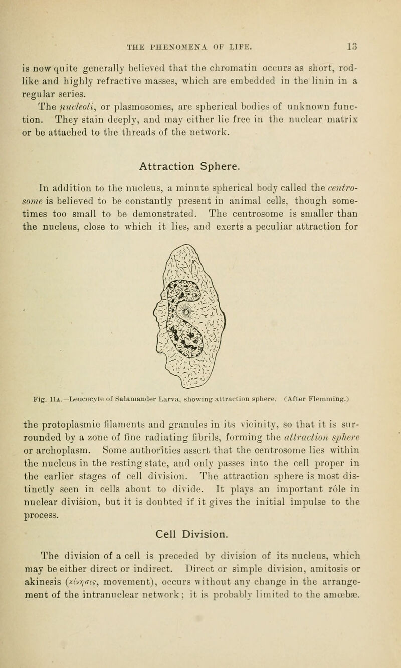 is now quite geDerally believed that tlie chromatin occurs as short, rod- like and highly refractive masses, which are embedded in the linin in a regular series. The nucleoli, or plasmosomes, are spherical bodies of unknown func- tion. They stain deeply, and may either lie free in the nuclear matrix or be attached to the threads of the network. Attraction Sphere. In addition to the nucleus, a minute spherical body called the coitro- so/iie is believed to be constantly present in animal cells, though some- times too small to be demonstrated. The centrosome is smaller than the nucleus, close to which it lies, and exerts a peculiar attraction for Fig. 11a.—Leucocyte of Salamander Larva, sliowin^ attraction sphere. (After Klemming.) the protoplasmic tilanients and granules in its vicinity, so that it is sur- rounded by a zone of fine radiating fibrils, forming the atiraction sphere or archoplasm. Some authorities assert that the centrosome lies within the nucleus in the resting state, and only passes into the cell proper in the earlier stages of cell division. The attraction sphere is most dis- tinctly seen in cells about to divide. It plays an important role in nuclear division, but it is doubted if it gives the initial impulse to the process. Cell Division. The division of a cell is jireceded by division of its nucleus, which may be either direct or indirect. Direct or simple division, amitosis or akinesis (zivr^rvis-, movement), occurs witliout any change in the arrange- ment of the intranuclear network; it is probalily lin\ited to the anurbas.