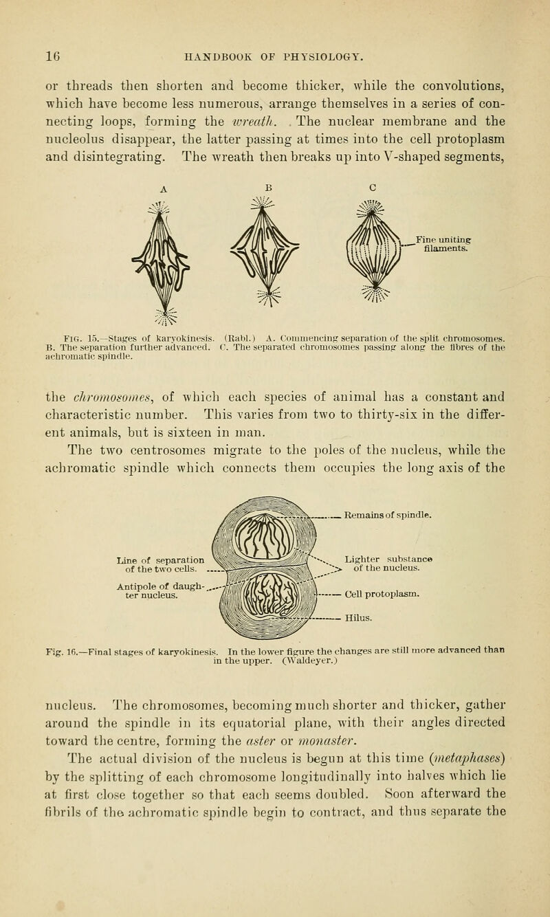 or threads then shorten and become thicker, while the convolutions, which haye become less numerous, arrange themselves in a series of con- necting loops, forming the ■wreath. The nuclear membrane and the nucleolus disappear, the latter passing at times into the cell protoplasm and disintegrating. The wreath then breaks up into V-shaped segments, iVt Fine uniting • ' • filaments. Fig. 15.—Stages of karyokinesis. (Rabl.) A. Commencing separation of the spUt chromosomes. B. The separation fuither advanced. C. The separated chromosomes passing along the fibres of the achromatic spindle. the chrumosoines, of which each species of animal has a constant and characteristic number. This varies from two to thirty-six in the differ- ent animals, but is sixteen in man. The two centrosomes migrate to the poles of the nucleus, while the achromatic spindle which connects them occujDies the long axis of the Remains of spindle. Line of separation of the two cells. Antipole of daugh- ter nucleus. Lighter substance of the nucleus. Cell protoplasm. Hilus. Fig. 16.—Final stages of karyokinesis. In the lower figure the changes are still more advanced than in the upper. (Waldeyer.) nucleus. The chromosomes, becoming much shorter and thicker, gather around the spindle in its equatorial plane, with their angles directed toward the centre, forming the aster or monaster. The actual division of the nucleus is begun at this time (vietaphases) by the splitting of each chromosome longitudinally into halves which lie at first close together so that each seems doubled. Soon afterward the fibrils of tho achromatic spindle begin to contract, and thus separate the