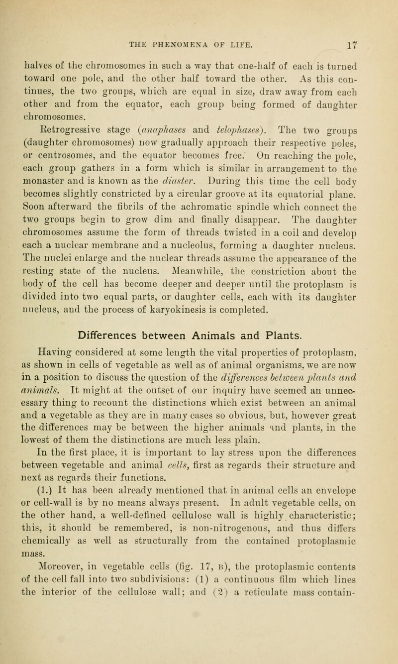 halves of the chromosomes iu such a way that one-half of each is turned toward one pole, and the other half toward the other. As this con- tinues, the two groups, which are equal in size, draw away from each other and from the equator, each group being formed of daughter chromosomes. Ivetrogressive stage {(inaphases and telo^jhases). The two groups (daughter chromosomes) now gradually aj^proach their respective poles, or centrosomes, and the equator becomes free. On reaching the jiole, each group gathers iu a form which is similar iu arrangement to the monaster and is known as the diaster. During this time the cell bodv becomes slightly constricted by a circular groove at its equatorial j^lane. Soon afterward the fibrils of the achromatic spindle which connect the two groups begin to grow dim and finally disappear. The daughter chromosomes assume the form of threads twisted in a coil and develop each a nuclear membrane and a nucleolus, forming a daughter nucleus. The nuclei enlarge and the nuclear threads assume the appearance of the resting state of the nucleus. Meanwhile, the constriction about the body of the cell has become deeper and deeper until the protojilasm is divided into two equal parts, or daughter cells, each with its daughter nucleus, and the process of karyokinesis is completed. Differences between Animals and Plants. Having considered at some length the vital j^roperties of protoplasm, as shown in cells of vegetable as well as of animal organisms, we are now in a position to discuss the question of the differences betwee7i jjlanta and animals. It might at the outset of our inquiry have seemed an unnec- essary thing to recount the distinctions which exist between an animal and a vegetable as they are in many cases so obvious, but, however great the differences may be between the higher animals and plants, in the lowest of them the distinctions are much less plain. In the first j^lace, it is important to lay stress upon the differences between vegetable and animal cells, first as regards their structure and next as regards their functions. (].) It has been already mentioned that in animal cells an envelope or cell-wall is by no means always present. In adult vegetable cells, on the other hand, a well-defined cellulose wall is highly characteristic; this, it should be remembered, is non-nitrogenous, and thus differs chemically as well as structurally from the contained protoplasmic mass. ]\Ioreover, in vegetable cells (hg. 17, b), the jirotoplasmic contents of the cell fall into two subdivisions: (1) a continuous film which lines the interior of the cellulose Avail; aud (2) a reticulate mass contain-