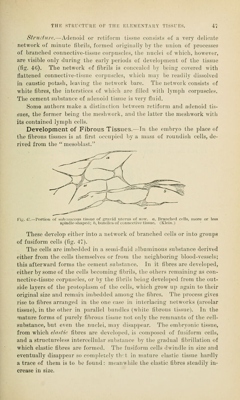 Structure.—Adenoid or rctifonn tissue consists of a very delicate network of minute fibrils, foi'nied origiiuilly by the union of processes of branched connective-tissue corpuscles, the nuclei of which, however, are visible only during the early periods of development of the tissue (fig. 4G). The network of fibrils is concealed Ijy being covered with flattened connective-tissue corpuscles, whicli may be readily dissolved in caustic potash, leaving the network bare. The network consists of white fibres, the interstices of which are filled with lymph corpuscles. The cement substance of adenoid tissue is very fluid. Some authors make a distinction between retiform and adenoid tis- sues, the former being tlie meshwork, and tlie latter the meshwork with its contained lymph cells. Development of Fibrous Tissues.—In the embryo the place of the fibrous tissues is at first oeeupied by a mass of roundish cells, de- rived from the  mesoblast. Fi;;. -IT.—Portion of sub iiiicous tissue of gravid uterus of sow. a, Branched cells, more or less spindle-shaped; 6, bundles of couuective tissue. cKlein.) These develop either into a network of branched cells or into groups of fusiform cells (fig. 47). The cells are imbedded in a semi-fluid albuminous substance derived either from the cells themselves or from the neighboring blood-vessels; this afterward forms the cement substance. In it fibres are developed, cither by some of the cells becoming fibrils, the others remaining as con- nective-tissue corpuscles, or by the fibrils being developed from the out- side layers of the protoplasm of the cells, which grow up again to their original size and remain imbedded among the fibres. Tlie process gives rise to fibres arranged in the one case in interlacing networks (areolar tissue), in the other in parallel ImuuHcs (white iibrous tissue). In the mature forms of })urely fibrous tissue not only the remnants of the cell- substance, but even the nuclei, may disappear. Tlie embryonic tissue, from which elastic fibres are developed, is coniposed of fusiform ceils, and a structureless intereelluLii' substance by the gradual fibrillation of which elastic fibres are formed. The fusiform cells dwindle in size and eventually disappear so eom])lere]y 11ll in mature elastic tissue hardly a trace of them is to be found: meaiiwliile the elastic fibres steadily in- crease iu size.