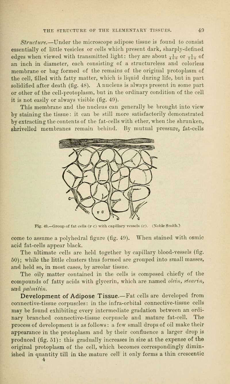 Structure.—Under the microscope adipose tissue is found to consist essentially of little vesicles or cells which present dark, sharply-defined edges when viewed with transmitted light: they are about ^^ or -^l~^ of an inch in diameter, each consisting of a structureless and colorless membrane or bag formed of the remains of the original protoplasm of the cell, filled with fatty matter, which is liquid during life, but in part solidified after death (fig. 48). A nucleus is always present in some part or other of the cell-protoplasm, but in the ordinary condition of the cell it is not easily or always visible (fig. 49). This membrane and the nucleus can generally be brought into view by staining the tissue: it can be still more satisfactorily demonstrated by extracting the contents of the fat-cells with ether, when the shrunken, shrivelled membranes remain beliind. By mutual pressure, fat-cells Fig. 49.—Group of fat cells (f c) with capillary vessels (c). (Noble Smith.) come to assume a polyhedral figure (fig. 49). When stained with osmic acid fat-cells appear black. The ultimate cells are held together by capillary blood-vessels (fig. 50); while the little clusters thus formed are grouped into small masses, and held so, in most cases, by areolar tissue. The oily matter contained in the cells is composed chiefly of the compounds of fatty acids with glycerin, which are named olcin, siearin, And palinitin. Development of Adipose Tissue.—Fat cells are developed from connective-tissue corpuscles: in the infra-orbital connective-tissue cells may be found exhibiting every intermediate gradation between an ordi- nary branched connective-tissue corpuscle and mature fat-cell. The process of development is as follows: a few small drops of oil make their appearance in the protoplasm and by their confluence a larger drop is produced (fig. 51): this gradually increases in size at the expense of the original protoplasm of the cell, which becomes correspondingly dimin- ished in quantity till in the mature cell it only forms a thin crescentic