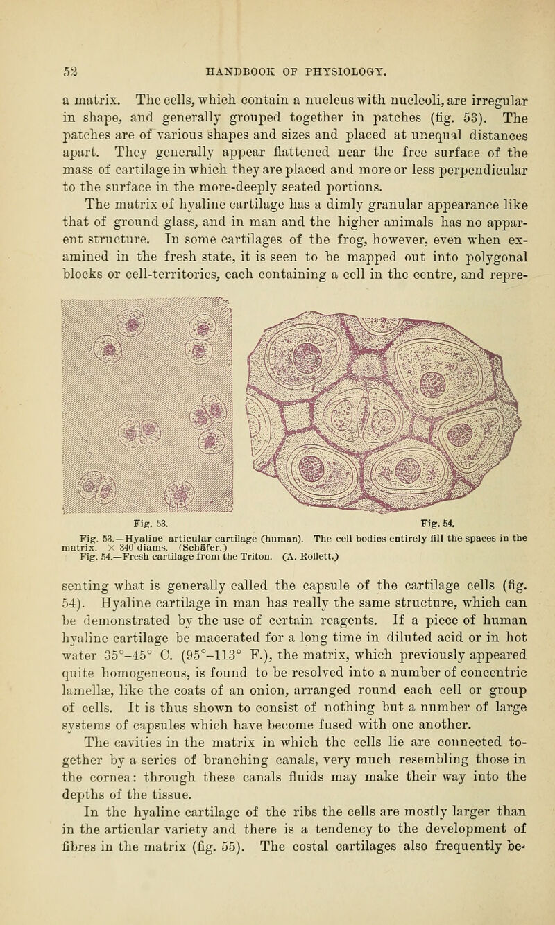 a matrix. The cells, which contain a nucleus with nucleoli, are irregular in shape, and generally grouped together in patches (fig. 53). The patches are of various shapes and sizes and placed at unequal distances apart. They generally appear flattened near the free surface of the mass of cartilage in which they are placed and more or less perpendicular to the surface in the more-deeply seated portions. The matrix of hyaline cartilage has a dimly granular appearance like that of ground glass, and in man and the higher animals has no appar- ent structure. In some cartilages of the frog, however, even when ex- amined in the fresh state, it is seen to be mapped out into polygonal blocks or cell-territories, each containing a cell in the centre, and repre- ^K, Fig. 53. Fig. 54. Fig. 53.—Hyaline articular cartilage (human). The cell bodies entirely All the spaces in the matrix. X 340 diams. (Schafer.) Fig. 54.—Fresh cartilage from the Triton. (A. Rollett.) senting what is generally called the capsule of the cartilage cells (fig. 54). Hyaline cartilage in man has really the same structure, which can be demonstrated by the use of certain reagents. If a piece of human hyaline cartilage be macerated for a long time in diluted acid or in hot water 35°-45° C. (95°-113° F.), the matrix, which previously appeared quite homogeneous, is found to be resolved into a number of concentric lamellae, like the coats of an onion, arranged round each cell or group of cells. It is thus shown to consist of nothing but a number of large systems of capsules which have become fused with one another. The cavities in the matrix in which the cells lie are connected to- gether by a series of branching canals, very much resembling those in the cornea: through these canals fluids may make their way into the depths of the tissue. In the hyaline cartilage of the ribs the cells are mostly larger than in the articular variety and there is a tendency to the development of fibres in the matrix (fig. 55). The costal cartilages also frequently be-