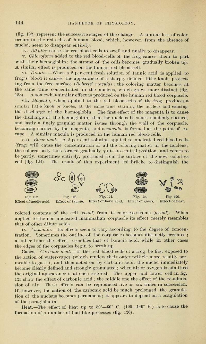 (fig. 122j represent the successive stages of the change. A similar loss of color occurs in the red cells of human blood, which, however, from the absence of nuclei, seem to disappear entirely. iv. Alkalies cause the red blood-cells to swell and linally to disappear. V. Chlorofor'm added to the red blood-cells of the frog causes them to part with their haemoglobin; the stroma of the cells becomes gradually broken up. A similar effect is produced on the human red blood-cell. vi. Tannin.—When a 2 per cent fresh solution of tannic acid is applied to frog's blood it causes the appearance of a sharply-delined little knob, project- ing from the free surface {Roberts' macula) : the coloring matter becomes at the same time concentrated in the nucleus, which grows more distinct (fig. 123). A somewhat similar effect is produced on the human red blood corpuscle. vfi. Magenta, when applied to the red blood-cells of the frog, produces a similar little knob or knobs, at the same time staining the nncleus and causing the discharge of the haemoglobin. The first effect of the magenta is to cause the discharge of the haemoglobin, then the nucleus becomes suddenly stained, and lastly a finely granular matter issues through the wall of the corpuscle, becoming stained by the magenta, and a macula is formed at the point of es- cape. A similar macula is produced in the human red blood-cells. viii. Boric acid.—A 2 per cent solution applied to nucleated red blood-cells (frog) will cause the concentration of all the coloring matter in the nucleus; the colored body thus formed gradually quits its central position, and comes to be partly, sometimes entirely, protruded from the surface of the now colorless cell (fig. 124). The result of this experiment led Briicke to distinguish the oo Fig. 122. E'ig. 123. Fig. 124. Fig. 125. Efcect of acetic acid. Effect of tannin. Effect of boric acid. Effect of gases. colored contents of the cell (zooid) from its colorless stroma (cecoid). When applied to the non-nucleated mammalian corpuscle its effect merely resembles that of other dilute acids. ix. Ammonia.—Its effects seem to vary according to the degree of concen- tration. Sometimes the outline of the corpuscles becomes distinctly crenated; at other times the effect resejnbles that of boracic acid, while in other cases the edges of the corpuscles begin to break up. Gases. Carbonic acid.—If the red blood-cells of a frog be first exposed to the action of water-vapor (which renders their outer pellicle more readily per- meable to gases), and then acted on by carbonic acid, the nuclei immediately become clearly defined and strongly granulated ; when air or oxygen is admitted the original appearance is at once restored. The upper and lower cell in fig. 125 show the effect of carbonic acid ; the middle one the effect of the re-admis- sion of air. These effects can be reproduced five or six times in succession. If, however, the action of the carbonic acid be much prolonged, the granula- tion of the nucleus becomes permanent; it appears to depend on a coagulation of the paraglobulin. Heat.—The effect of heat up to 50^—60° C. (120—140° F.) is to cause the formation of a number of bud-like processes (fig. 126).