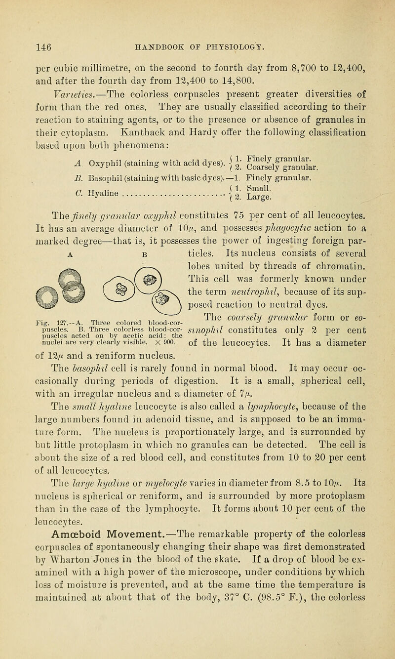 per cubic millimetre, on the second to fourth day from 8,700 to 12,400, and after the fourth day from 12,400 to 14,800. Varieties.—:The colorless corpuscles present greater diversities of form than the red ones. They are usually classified according to their reaction to staining agents, or to the presence or absence of granules in their cytoplasm, Kanthack and Hardy offer the following classification based upon both phenomena: A Oxyphil (staining with acid dyes). ] I ^Sf l^^^. B, Basophil (staining with basic dyes).—1, Finely granular. r, -n y \ l- Small. ^- Hy^li°« i2„ Large. Thejinely granular oxyphil constitutes 75 per cent of all leucocytes. It has an average diameter of 10,'j., and possesses phagocytic action to a marked degree—that is, it possesses the power of ingesting foreign par- A B tides. Its nucleus consists of several lobes united by threads of chromatin. This cell was formerly known under the term iieutrophil, because of its sup- posed reaction to neutral dyes. , , ,, , The coarsehi qranular form or eo- _„. 127.—A. Three colored blood-cor- ~' ^ puscies. B. Three colorless blood-cor- sinopliil Constitutes ouly 2 per cent puscles acted on by acetic acid: the -^ .^ x nuclei are very clearly visible. X 900. of the leuCOCytcS. It haS a diameter of 12^1 and a reniform nucleus. The Ija&opliil cell is rarely found in normal blood. It may occur oc- casionally during periods of digestion. It is a small, spherical cell, with an irregular nucleus and a diameter of 7/-i. The small liyaline leucocyte is also called a lymphocyte, because of the large numbers found in adenoid tissue, and is supposed to be an imma- ture form. The nucleus is proportionately large, and is surrounded by but little protoplasm in which no granules can be detected. The cell is about the size of a red blood cell, and constitutes from 10 to 20 per cent of all leucocytes. The large hyaline or myelocyte varies in diameter from 8.5 to 10/^.. Its nucleus is spherical or reniform, and is surrounded by more protoplasm than in the case of the lymphocyte. It forms about 10 per cent of the leucocytes. Amoeboid Movement.—The remarkable property of the colorless corpuscles of spontaneously changing their shape was first demonstrated by Wharton Jones in the blood of the skate. If a drop of blood be ex- amined with a high power of the microscope, under conditions by which loss of moisture is prevented, and at the same time the temperature is mnintained at about that of the body, 37° C. (98.5° F.), the colorless