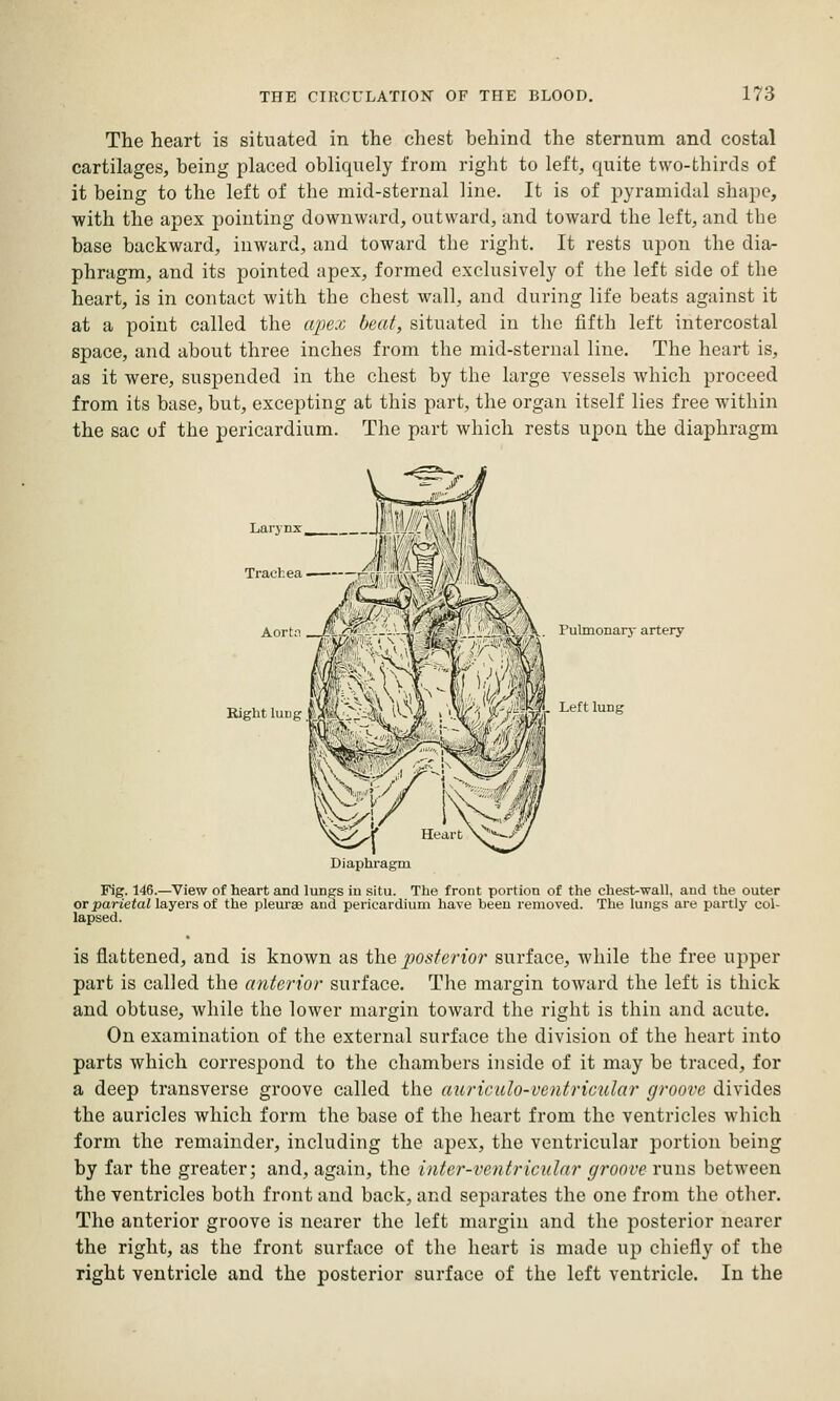 The heart is situated in the chest behind the sternum and costal cartilages, being placed obliquely from right to left, quite two-thirds of it being to the left of the mid-sternal line. It is of pyramidal shape, with the apex pointing downward, outward, and toward the left, and the base backward, inward, and toward the right. It rests upon the dia- phragm, and its pointed apex, formed exclusively of the left side of the heart, is in contact with the chest wall, and during life beats against it at a point called the cq^ex beat, situated in the fifth left intercostal space, and about three inches from the mid-sternal line. The heart is, as it were, suspended in the chest by the large vessels which proceed from its base, but, excepting at this part, the organ itself lies free within the sac of the pericardium. The part which rests upon the diaphragm Larynx Trachea Aort; 7cLv My Pulmonarj- artery Left lung Fig. 146.—View of heart and lungs in situ. The front portion of the chest-wall, and the outer or parietal layers of the pleurae and pericardium have been I'emoved. The lungs are partly col- lapsed. is flattened, and is known as the posterior surface, while the free upper part is called the anterior surface. The margin toward the left is thick and obtuse, while the lower margin toward the right is thin and acute. On examination of the external surface the division of the heart into parts which correspond to the chambers inside of it may be traced, for a deep transverse groove called the auriculo-ventrioidar groove divides the auricles which form the base of the heart from the ventricles which form the remainder, including the apex, the ventricular portion being by far the greater; and, again, the inter-ventricular groove runs between the ventricles both front and back, and separates the one from the other. The anterior groove is nearer the left margin and the posterior nearer the right, as the front surface of the heart is made up chiefly of the right ventricle and the posterior surface of the left ventricle. In the