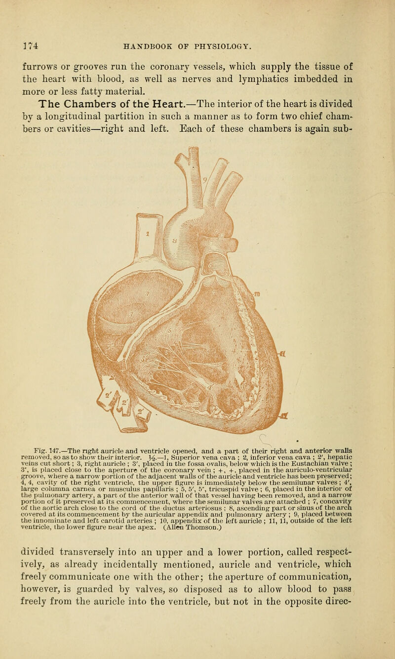 furrows or grooves run the coronary vessels, which supply the tissue of the heart with blood, as well as nerves and lymphatics imbedded in more or less fatty material. The Chambers of the Heart.—The interior of the heart is divided by a longitudinal partition in such a manner as to form two chief cham- bers or cavities—right and left. Each of these chambers is again sub- Fig. 147.—The nght auricle and ventricle opened, and a part of their right and anterior walls removed, so as to show their interior. ^.—1, Superior vena cava ; 3, inferior veua cava ; 2', hepatic veins cut short; .3, right auricle ; 3', placed in the fossa ovalis, below which is the Eustachian valve ; 3, is placed close to the aperture of the coronary vein ; +, +, placed in the auriculo-ventricular groove, where a narrow portion of the adjacent walls of the auricle and ventricle has been preserved; 4, 4, cavity of the right ventricle, the upper figure is immediately below the semilunar valves ; 4', large columna carnea or musculus papillaris ; 5, .5', .5, tricuspid valve; 6, placed in the interior of the pulmonary artery, a part of the anterior wall of that vessel having been removed, and a narrow portion of it preserved at its commencement, where the semilunar valves are attached ; 7, concavity of the aortic arch close to the cord of the ductus arteriosus ; 8, ascending part or sinus of the arch covered at its commencement by the auricular appenchx and pulmonary artery ; 9, placed between the innominate and left carotid arteries ; 10, appendix of the left auricle ; 11, 11, outside of the left ventricle, the lower figure near the apex. (Allen Thomson.) divided transversely into an upper and a lower portion, called respect- ively, as already incidentally mentioned, auricle and ventricle, which freely communicate one with the other; the aperture of communication, however, is guarded by valves, so disposed as to allow blood to pass freely from the auricle into the ventricle, but not in the opposite direc-