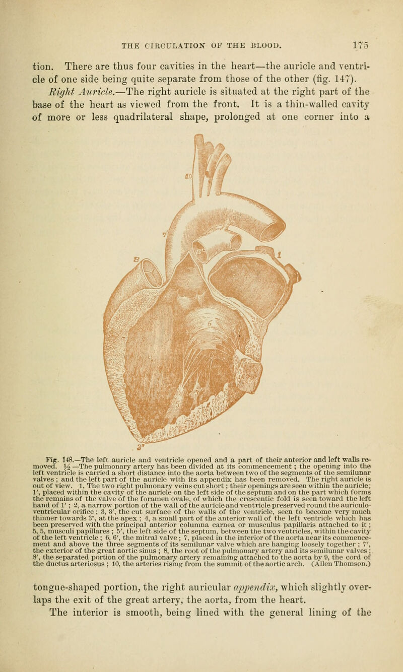 tiou. There are thus four cavities in the heart—the auricle and ventri- cle of one side being quite separate from those of the other (fig. 147). Right Aid'ide.—The right auricle is situated at the right part of the base of the heart as viewed from the front. It is a thin-walled cavity of more or less quadrilateral shape, prolonged at one corner into a Fij. 148.—The left auricle and ventricle opened and a part of their anterior and left walls re- moved. Yi —The pulmonary artery has been divided at its conimencenient; the opening into the left ventricle is carried a short distance into the aorta between two of the segments of the semilunar valves ; and the left part of the auricle with its appendix has been removed. The riglit auricle is out of view. 1, The two right pulmonary veins cut snort; their oiienings are seen within the auricle; 1', placed within the cavit.v of the auricle on the left side of the septum ami on the part which forms the remains of the valve of the foramen ovale, of which the cresceutic fold is seen toward tlie left band of 1'; 3, a narrow portion of the wall of the auiicleand ventricle preserved round the auriculo- ventricular orifice ; 3, 3', the cut surface of the walls of the ventricle, seen to become very much thinner towards 3', at the apex : 4, a small part of the anterior wall of the left ventricle which has been preserved with the principal anterior columna carnea or nnisculus papillaris attached to it; 5, .5, musciili papillares ; .5', the left side of the septum, between tlie two ventricles, within thecavity of the left ventricle ; (i, G', the mitral valve ; 7, placed in the interior of the aorta near its commence- ment and above the three segments of its semilunar valve whicli are hanging loosely together ; 7', the exterior of the great aortic sinus ; 8, the root of the pulmouarv artery and its sen'iilunar valves ; 8', the separated portion of the pulmonary artery lemaiiiiiig attached tothe aorta by (1, the cord of the ductus arteriosus ; 10, the arteries rising from the summit of the aortic arch. (Allen Thomson.) tongue-shaped portion, the right auricular appendix, which slightly over- laps the exit of the great artery, the aorta, from the heart. The interior is smooth, being lined with the general lining of the