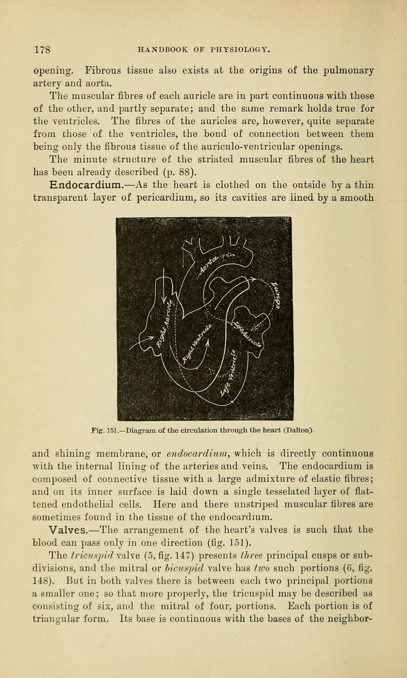 opening. Fibrous tissue also exists at the origins of the pulmonary artery and aorta. The muscular fibres of each auricle are in part continuous with those of the other, and partly separate; and the same remark holds true for the ventricles. The fibres of the auricles are, however, quite separate from those of the ventricles, the bond of connection between them being only the fibrous tissue of the auriculo-ventricular openings. The minute structure of the striated muscular fibres of the heart has been already described (p. 88). Endocardium.—As the heart is clothed on the outside by a thin transparent layer of pericardium, so its cavities are lined by a smooth Fig. 151.—Diagram of the circulation tlirough the heart (Dalton). and shining membrane, or endocardium, which-^is directly continuous with the internal lining of the arteries and veins. The endocardium is composed of connective tissue with a large admixture of elastic fibres; and on its inner surface is laid down a single tesselated layer of flat- tened endothelial cells. Here and there unstriped muscular fibres are sometimes found in the tissue of the endocardium. Valves.—The arrangement of the heart's valves is such that the blood can pass only in one direction (fig. 151). The tricuspid YalYe (5, fig. 147) presents three principal cusps or sub- divisions, and the mitral or bicicspid valve has tivo such portions (6, fig. 148). But in both valves there is between each two principal portions a smaller one; so that more properly, the tricuspid may be described as consisting of six, and the mitral of four, portions. Each portion is of triangular form. Its base is continuous with the bases of the neighbor-