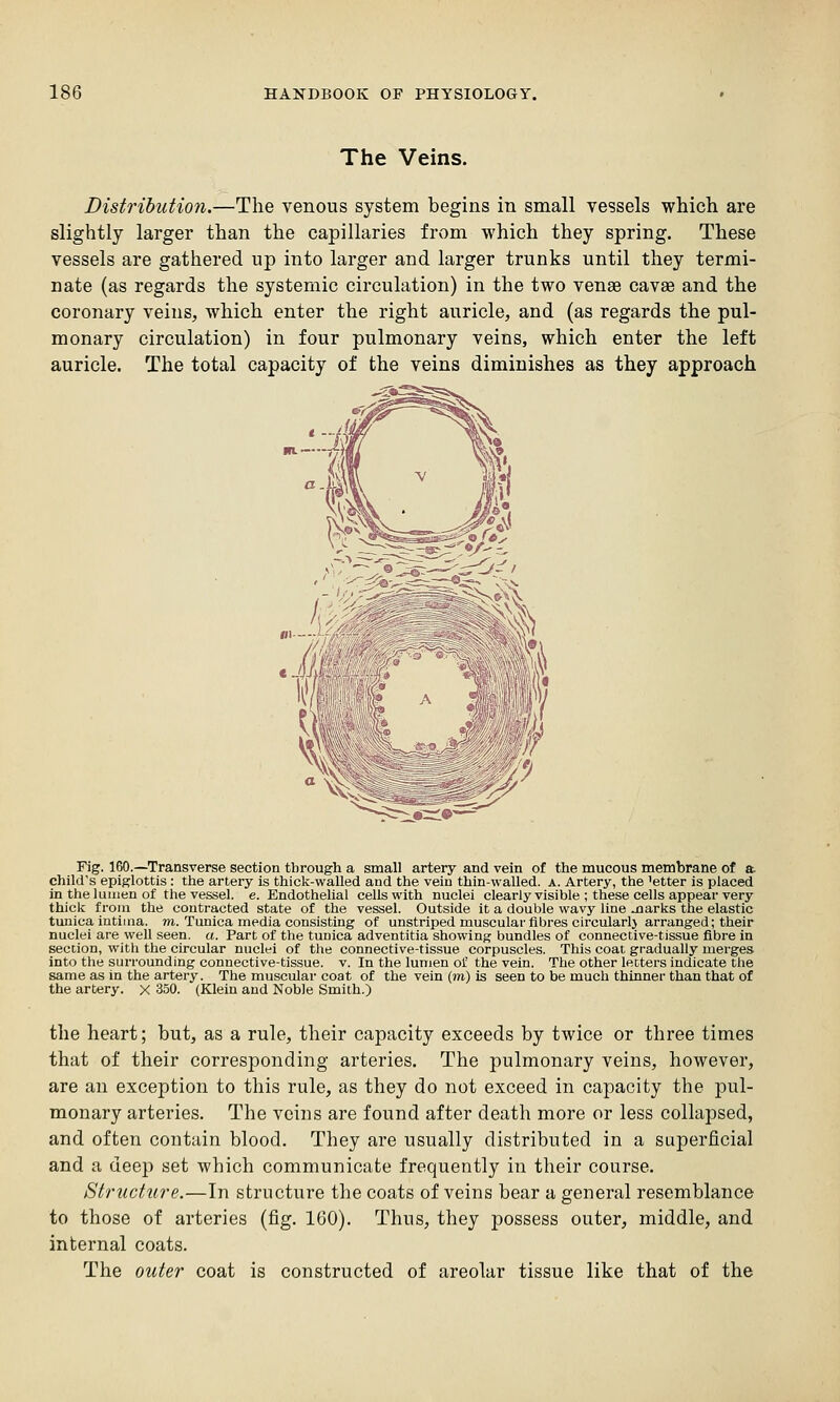 The Veins. Distribution.—The venous system begins in small vessels which are slightly larger than the capillaries from which they spring. These vessels are gathered up into larger and larger trunks until they termi- nate (as regards the systemic circulation) in the two venas cavas and the coronary veins, which enter the right auricle, and (as regards the pul- monary circulation) in four pulmonary veins, which enter the left auricle. The total capacity of the veins diminishes as they approach ::i#^=:»'-^ Fig. 160.—Transverse section through a small artery and vein of the mucous membrane of a child's epiglottis : the artery is thick-walled and the vein thin-walled, a. Artery, the 'etter is placed in the lumen of tlie vessel, e. Endothelial cells with nuclei clearly visible ; these cells appear very thick from the contracted state of the vessel. Outside it a double wavy line Jiarks the elastic tunica intiina. m. Tunica media consisting of unstriped muscular fibres circularlj arranged; their nuclei are well seen. a. Part of the tunica adventitia showing bundles of connective-tissue fibre in section, with the circular nuclei of the connective-tissue corpuscles. This coat gradually merges into the surrounding connective-tissue, v. In the lumen of the vein. The other letters indicate the same as in the artery. The muscular coat of the vein (m) is seen to be much thinner than that of the artery, x 350. (Klein and Noble Smith.) the heart; but, as a rule, their capacity exceeds by twice or three times that of their corresponding arteries. The pulmonary veins, however, are an exception to this rule, as they do not exceed in capacity the pul- monary arteries. The veins are found after death more or less collapsed, and often contain blood. They are usually distributed in a superficial and a deep set which communicate frequently in their course. Structure.—In structure the coats of veins bear a general resemblance to those of arteries (fig. 160). Thus, they possess outer, middle, and internal coats. The outer coat is constructed of areolar tissue like that of the