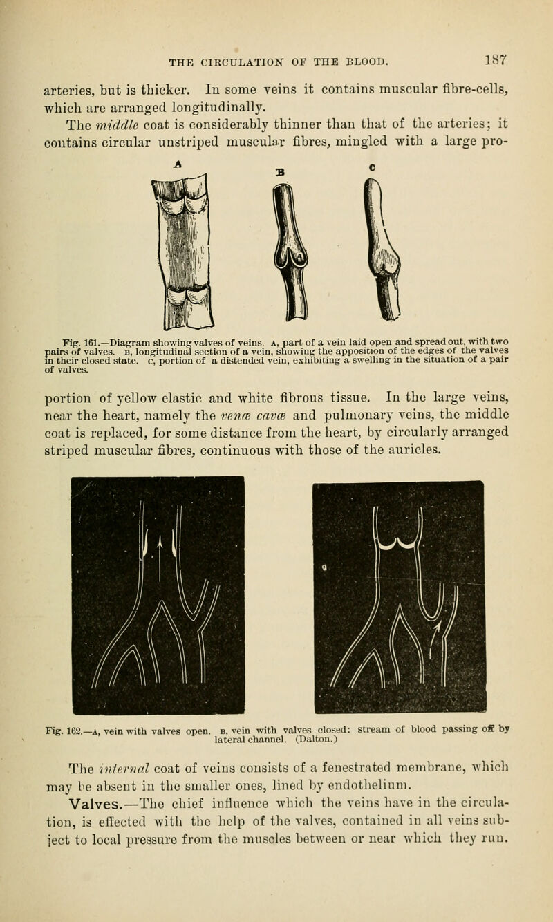 arteries, but is thicker. In some veins it contains muscular fibre-cells, which are arranged longitudinally. The middle coat is considerably thinner than that of the arteries; it contains circular unstriped muscula.r fibres, mingled with a large pro- rig. 161.—Diagram showing valves of veins, a, part of a vein laid open and spread out, with two pairs of valves, b, longitudiQal section of a vein, showing the apposition of the edges of the valves in their closed state, c, portion of a distended vein, exhibiting a swelling in the situation of a pair of valves. portion of yellow elastic and white fibrous tissue. In the large veins, near the heart, namely the vence cava and pulmonary veins, the middle coat is replaced, for some distance from the heart, by circularly arranged striped muscular fibres, continuous with those of the auricles. Fig. 162.—A, vein with valves open, b, vein with valves closed: streana of blood passing off by lateral channel. (Dalton.) The intciiud coat of veins consists of a fenestrated membrane, which may be absent in the smaller ones, lined by endothelium. Valves.—The chief iuilucnce which the veins have in the circula- tion, is effected with the help of the valves, contained in all veins sub- ject to local pressure from the muscles between or near which they run.