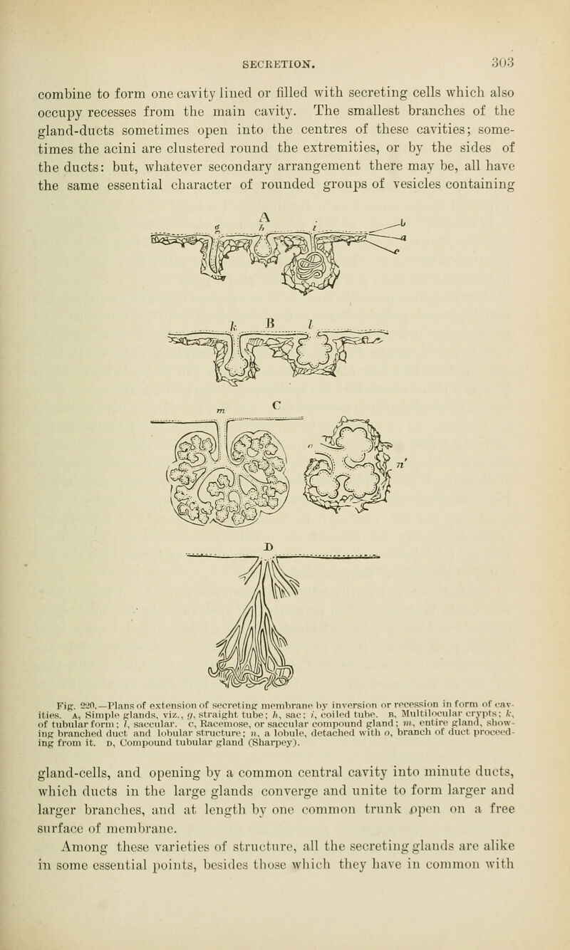 combine to form one cavity lined or filled with secreting cells which also occupy recesses from the main cavity. The smallest branches of the gland-ducts sometimes open into the centres of these cavities; some- times the acini are clustered round the extremities, or by the sides of the ducts: but, whatever secondary arrangement there may be, all have the same essential character of rounded groups of vesicles containing Fip;. 2a0.—Plans of extension of secretin^ membranp by invprsinn or nn-cssion in form of cav- ities. A, Simple s'ands, viz., r/, straight tube; /i, sac: /, coiled tube. n. I\Iultilociilar crypts; k\ of tubular form : /, saccular, c, FUicemose, or saccular compound pland; ?, entire gland, show- ing branched duct and lobular structure; n, a lobule, detached with o, branch of duct proceed- ing from it. D, C'onipouud tubular gland (Sharpey). gland-cells, and opening by a common central cavity into minute ducts, which ducts in the large glands converge and unite to form larger and larger branches, and at length by one common trunk open on a free surface of membrane. Among these varieties of structure, all the secreting glands are alike in some essential points, besides those wliicli they have in common with