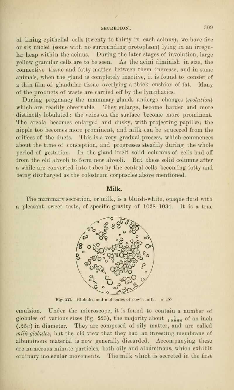 of lining epithelial cells (twenty to thirty in each acinus), we have five or six nuclei (some with no surrounding protoplasm) lying in an irregu- lar heap within the acinus. During the later stages of involution, large yellow granular cells are to be seen. As the acini diminish in size, the connective tissue and fatty matter between them increase, and in some animals, when the gland is completely inactive, it is found to consist of a thin film of glandular tissue overlying a thick cushion of fat. Many of the products of waste are carried off by the lymphatics. During pregnancy the mammary glands undergo changes {evolution) which are readily observable. They enlarge, become harder and more distinctly lobulated: the veins on the surface become more prominent. The areola becomes enlarged and dusky, with projecting papillae; the nipple too becomes more prominent, and milk can be squeezed from the orifices of the ducts. This is a very gradual process, which commences about the time of conception, and progresses steadily during the whole period of gestation. In the gland itself solid columns of cells bud off from the old alveoli to form new alveoli. But these solid columns after a while are converted into tubes by the central cells becoming fatty and being discharged as the colostrum corpuscles above mentioned. Milk. The mammary secretion, or milk, is a bluish-white, opaque fluid with a pleasant, sweet taste, of specific gravity of 1028-1034. It is a true /^^ °§ ^R Q.1 '^ h V--. ll-f^ Oy Fig. 22:i.—Globules and molecules of cow's milk, x 400. emulsion. Under the microscope, it is found to contain a number of globules of various sizes (fig. 223), the majority about Y¥FUTr o^ ^^ i^^h (.25//-) in diameter. They are composed of oily matter, and are called milk-globules, but the old view that they had an investing membrane of albuminous material is now generally discarded. Accompanying these are numerous minute particles, both oily and albuminous, which exhibit ordiuarv molecular nioveiiiL'iits. The milk which is secreted in the first