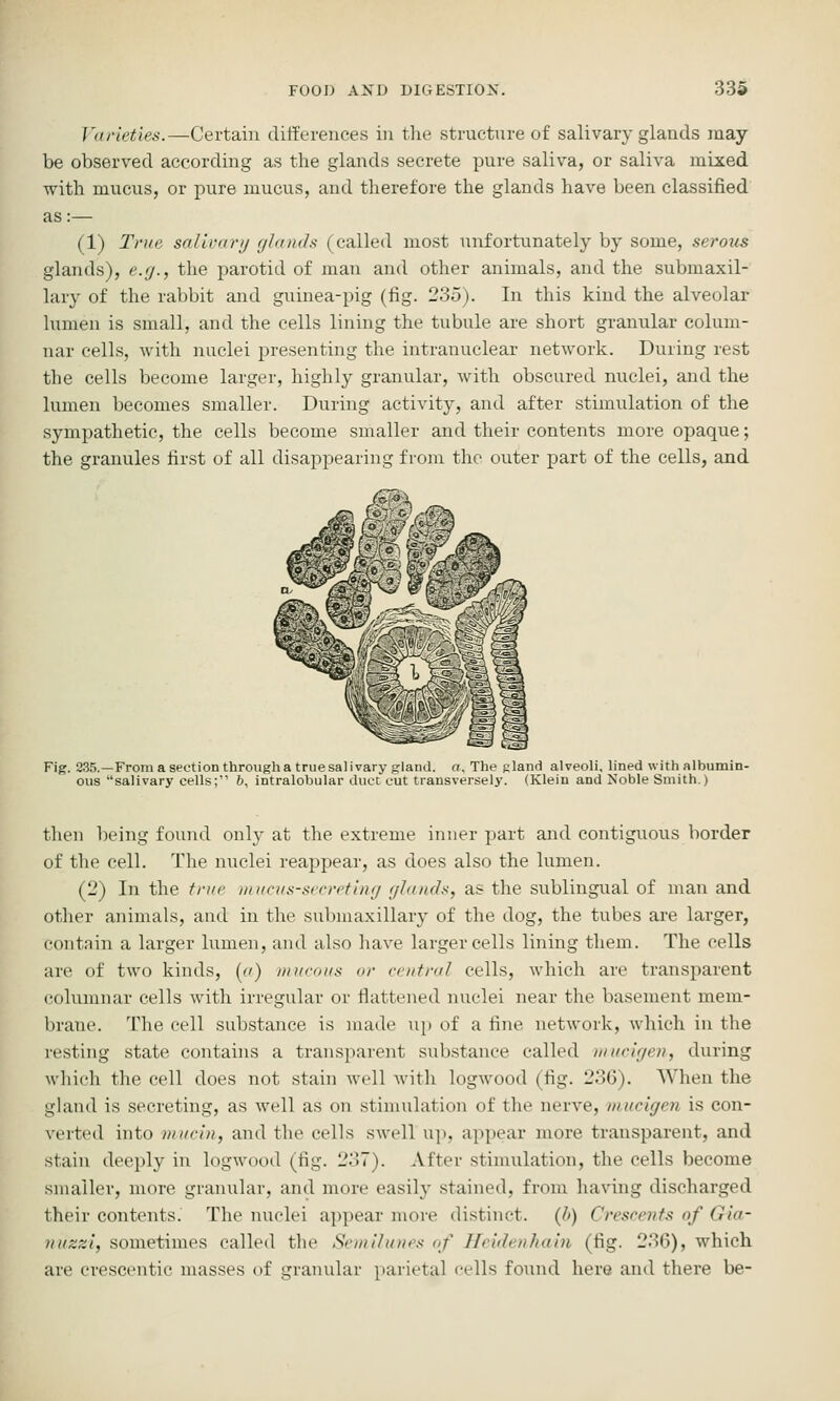 Varieties.—Certain differences in tlie structure of salivary glands may be observed according as the glands secrete pure saliva, or saliva mixed ■with mucus, or pure mucus, and tlierefore the glands have been classified as:— (1) I'nfji salivorij glands (called most unfortunately by some, serous glands), e.(j., the parotid of man and other animals, and the submaxil- lary of the rabbit and guinea-pig (fig. 235). In this kind the alveolar lumen is small, and the cells lining the tubule are short granular colum- nar cells, with nuclei presenting the intranuclear network. During rest the cells become larger, highly granular, with obscured nuclei, and the lumen becomes smaller. During activity, and after stimulation of the sympathetic, the cells become smaller and their contents more opaque; the granules first of all disappearing from the outer part of the cells, and Fig. 235.—Fromasectionthroughatruesalivary gland, cr. The gland alveoli, lined with albumin- ous salivary cells; 6, intralobular duct cut transversely. (Klein and Noble Smith.) then ])eing found only at the extreme inner part and contiguous border of the cell. The nuclei reappear, as does also the lumen. (2) In the true mucvs-secreting glands, as the sublingual of man and other animals, and in the submaxillary of the dog, the tubes are larger, contain a larger lumen, and also have larger cells lining them. The cells are of two kinds, [a) nn/roas or central cells, which are transparent columnar cells with irregular or flattened nuclei near the basement mem- brane. The cell substance is made up of a fine network, which in the resting state contains a transparent substance called niucigen, during which tlie cell does not stain well witli logwood (fig. 236). When the gland is secreting, as well as on stimulation of the nerve, niucigen is con- verted into mucin, and the cells swell u]), appear more transparent, and stain deeply in logwood (fig. 237). After stimulation, the cells become smaller, more granular, and more easily stained, from having discharged their contents. The nuclei appear more distinct. (J>) Crescents of Gia- nuzzi, sometimes called the Semilunes of Heidenhain (fig. 236), which are erescentic masses of granular parietal cells found here and there be-