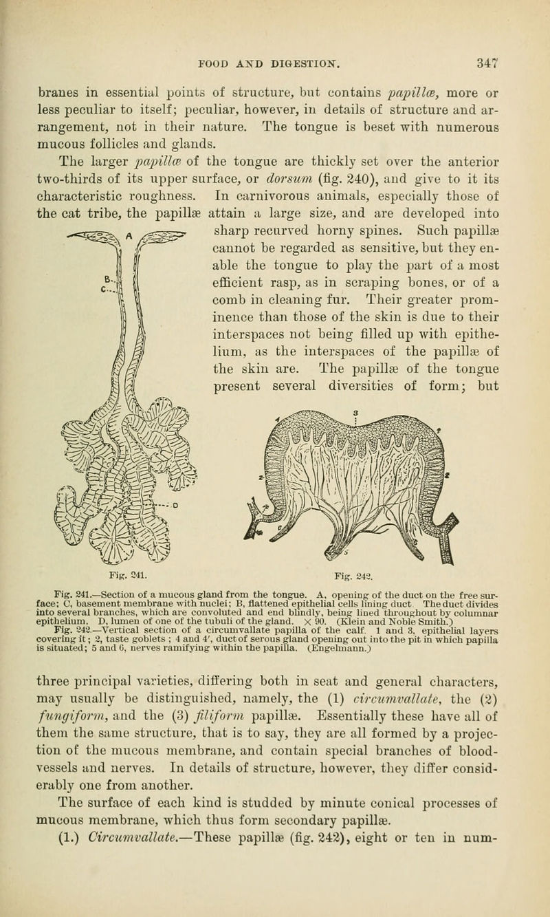 braues in essential points of structure, but contains papillce, more or less peculiar to itself; peculiar, however, in details of structure and ar- rangement, not in their nature. The tongue is beset with numerous mucous follicles and glands. The larger 2)a2nllcB of the tongue are thickly set over the anterior two-thirds of its uj^per surface, or dorsum (fig. 240), and give to it its characteristic roughness. In carnivorous animals, especially those of the cat tribe, the papillae attain a large size, and are developed into sharp recurved horny spines. Such papillae cannot be regarded as sensitive, but they en- able the tongue to play the part of a most efficient rasp, as in scraping bones, or of a comb in cleaning fur. Their greater prom- inence than those of the skin is due to their interspaces not being filled up with epithe- lium, as the interspaces of the papillae of the skin are. The papillae of the tongue present several diversities of form; but Fig. 241. Fig. 24-3. Fig. 241.—Section of a mucovis gland from the tongue. A, opening of the duct on the free sur- face; V, basement membrane with nuclei; B, flattened epithelial cells lining duct Theduct divides into several branches, which are convoluted and end blmdly, being lined throughout by columnar epithelium. D, lumen of one of the tuhuli of the gland, x 90. (Klein and Noble Smitli.) Fig. 542.—Vertical section of a circumvallate papilla of the calf. 1 and S. epitheUal layers covering it; 2, taste goblets ; 4 and 4', ductof serous gland opening out into the pit in which papilia Is situated; 5 and G, nen-es ramifying within the papilla. (.Engelmann.) three principal varieties, differing both in seat and general characters, may usually be distinguished, namely, the (1) circumvallaie, the (2) fungiform, and the (3) Jiliform papilla?. Essentially these have all of them the same structure, that is to say, they are all formed by a projec- tion of the mucous membrane, and contain special branches of blood- vessels and nerves. In details of structure, however, they differ consid- erably one from another. The surface of each kind is studded by minute conical processes of mucous membrane, which thus form secondary papilla. (1.) CircumvaUate.—These papillse (fig. 242), eight or ten in num-