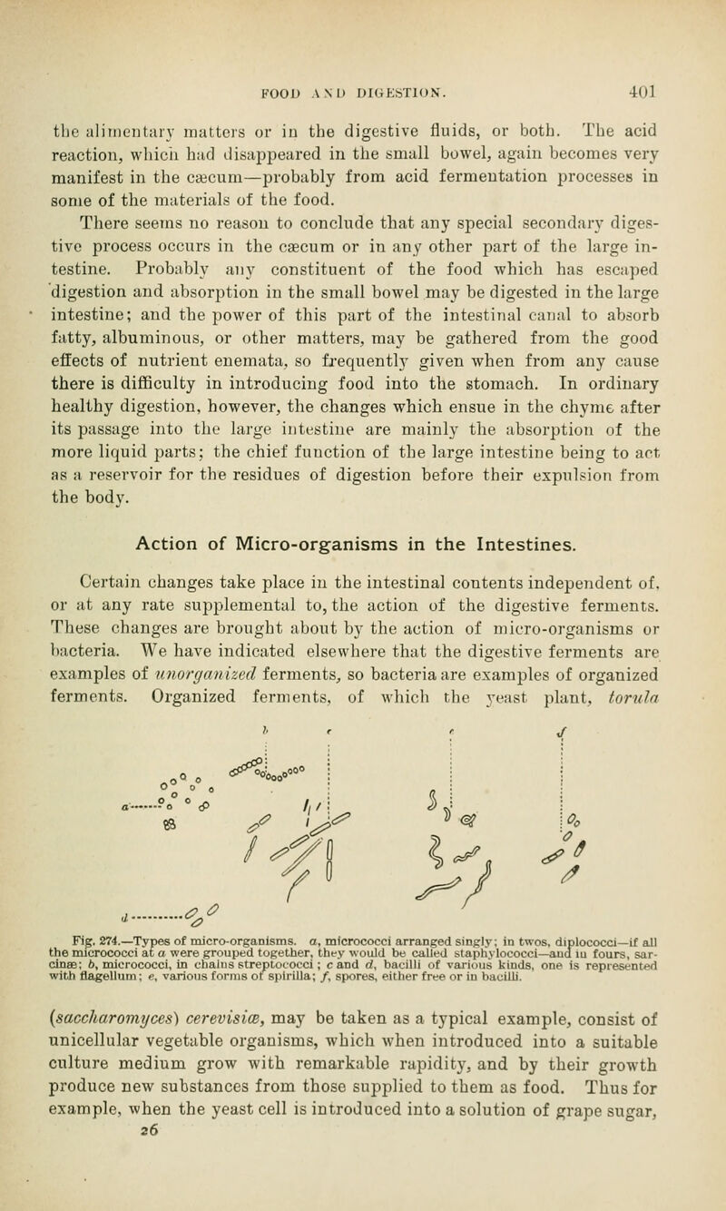 the alinicutarv matters or iu the digestive fluids, or both. The acid reaction, whicii had disappeared in the small bowel, again becomes very manifest in the cgecum—probably from acid fermentation processes in some of the materials of the food. There seems no reason to conclude that any special secondary diges- tive process occurs in the csecum or in any other part of the large in- testine. Probably any constituent of the food which has escaped digestion and absorption in the small bowel may be digested in the large intestine; and the power of this part of the intestinal euiial to absorb fatty, albuminous, or other matters, may be gathered from the good effects of nutrient enemata, so frequently given when from any cause there is difficulty in introducing food into the stomach. In ordinary healthy digestion, however, the changes which ensue in the chyme after its passage into the large intestine are mainly the absorption of the more liquid parts; the chief function of the large intestine being to act as a reservoir for the residues of digestion before their expnlsion from the body. Action of Micro-organisms in the Intestines. Certain changes take place in the intestinal contents independent of, or at any rate supplemental to, the action of the digestive ferments. These changes are brought about by the action of micro-organisms or bacteria. We have indicated elsewhere that the digestive ferments are examples of unorganized ferments, so bacteria are examples of organized ferments. Organized ferments, of M'hich the yeast plant, torula o obooo .^ /// ^ ^. >' <^ ■^^^ 7 Fig. 274.—Types of micro-organisms, a, micrococci arranged singly; in twos, diplococci—if all the micrococci at a were grouped together, they would be called staphylococci—audiu fours, sar- cinae; 6, micrococci, in chains streptococci; cand d, bacilli of various kinds, one is represented with flagellum; e, various forms ot spirilla; /, spores, either free or in bacilli. {saccharomyces) cerevisice, may be taken as a typical example, consist of unicellular vegetable organisms, which when introduced into a suitable culture medium grow with remarkable rapidity, and by their growth produce new substances from those supplied to them as food. Thus for example, when the yeast cell is introduced into a solution of grape sugar, 26