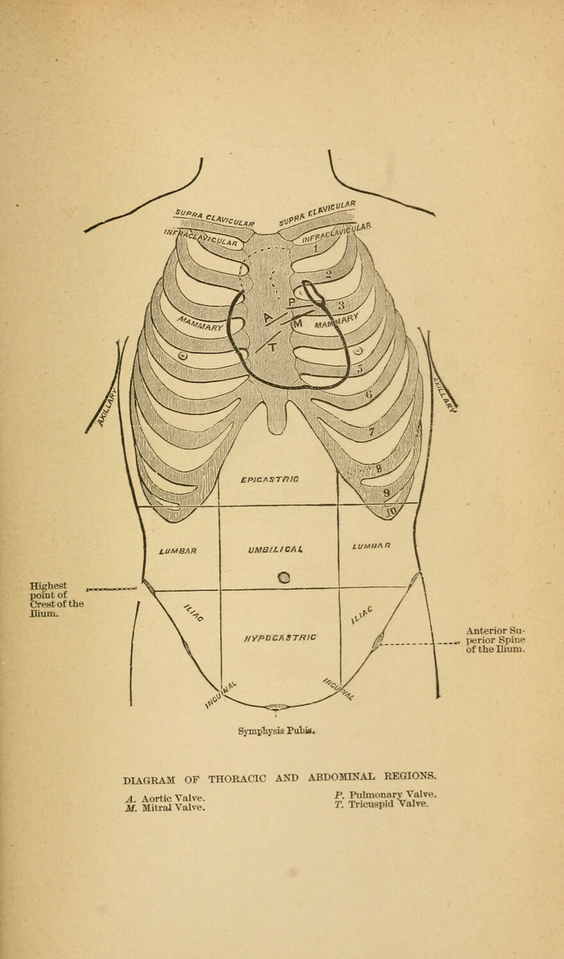 Highest point of Crest of the Dium. Anterior Su- ., perior Spine of the Ilium. Symphysis PuLm, DIAGRAM OF THORACIC AND ABDOMINAL REGIONS. A. Aortic Valve. M. Mitral Valve. P. Pulmonary Valve. T. Tricuspid valve.