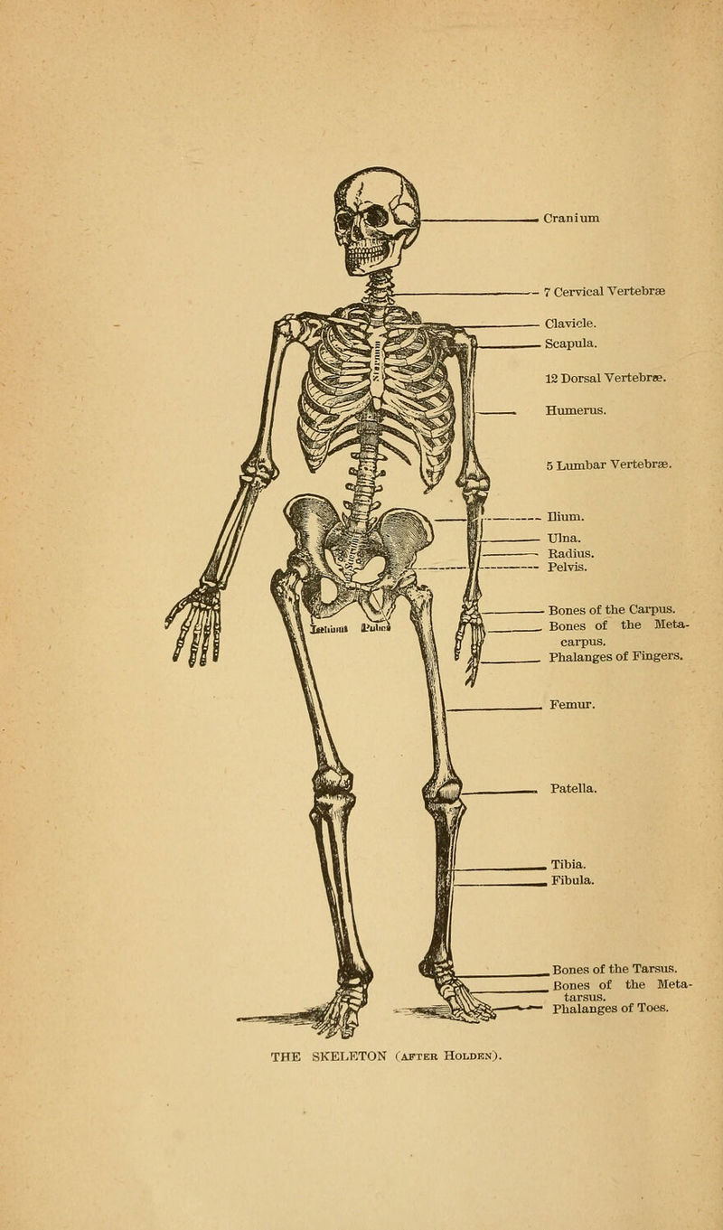 Cranium - 7 Cervical Vertebrae 12 Dorsal Vertebrae. Humerus. 5 Lumbar Vertebras. Bones of tbe Carpus. Bones of the Meta- carpus. Phalanges of Fingers. Bones of the Tarsus. Bones of the Meta- tursus Phalanges of Toes. THE SKELETON (after Holdkn).
