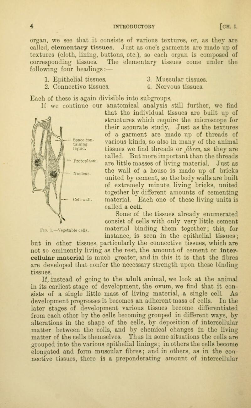 organ, we sec tliat il consists of various textures, or, as they are called, elementary tissues. Just as one's garments are made up of textures (cloth, lining, buttons, etc.), so each organ is composed of corresponding tissues. The elementary tissues come under the followin<: four headincrs:— 1. Epithelial tissues. 2. Connective tissues. 4. Muscular tissues. Nervous tissues. Space con- taining liiiuid. Protoplasm. Each of these is again divisible into subgroups. If we continue our anatomical analysis still further, we find that the individual tissues are built up of structures which require the microscope for their accurate study. Just as the textures of a garment are made up of threads of various kinds, so also in many of the animal tissues we find threads or fibres, as they are called. But more important than the threads are little masses of living material. Just as the wall of a house is made up of bricks united by cement, so the body walls are built of extremely minute living bricks, united together by different amounts of cementing material. Each one of these living units is called a cell. Some of the tissues already enumerated consist of cells with only very little cement material binding them together; this, for instance, is seen in the epithelial tissues; but in other tissues, particularly the connective tissues, which are not so eminently living as the rest, the amount of cement or inter- cellxUar material is much greater, and in this it is that the fil)res are developed that confer the necessary strength upon these binding tissues. If, instead of going to the adult animal, we look at the animal in its earliest stage of development, the ovum, we find that it con- sists of a single little mass of living material, a single cell. As development progresses it becomes an adherent mass of cells. In the later stages of development various tissues become differentiated from each other by the cells becoming grouped in different ways, by alterations in the shape of the cells, by deposition of intercellular matter between the cells, and by chemical changes in the living matter of the cells themselves. Thus in some situations the cells are grouped into the various epithelial linings; in others the cells become elongated and form muscular fibres; and in others, as in the con- nective tissues, there is a preponderating amount of intercellular — Cell-wall. Fi<i. 1.—Vegetable cells.