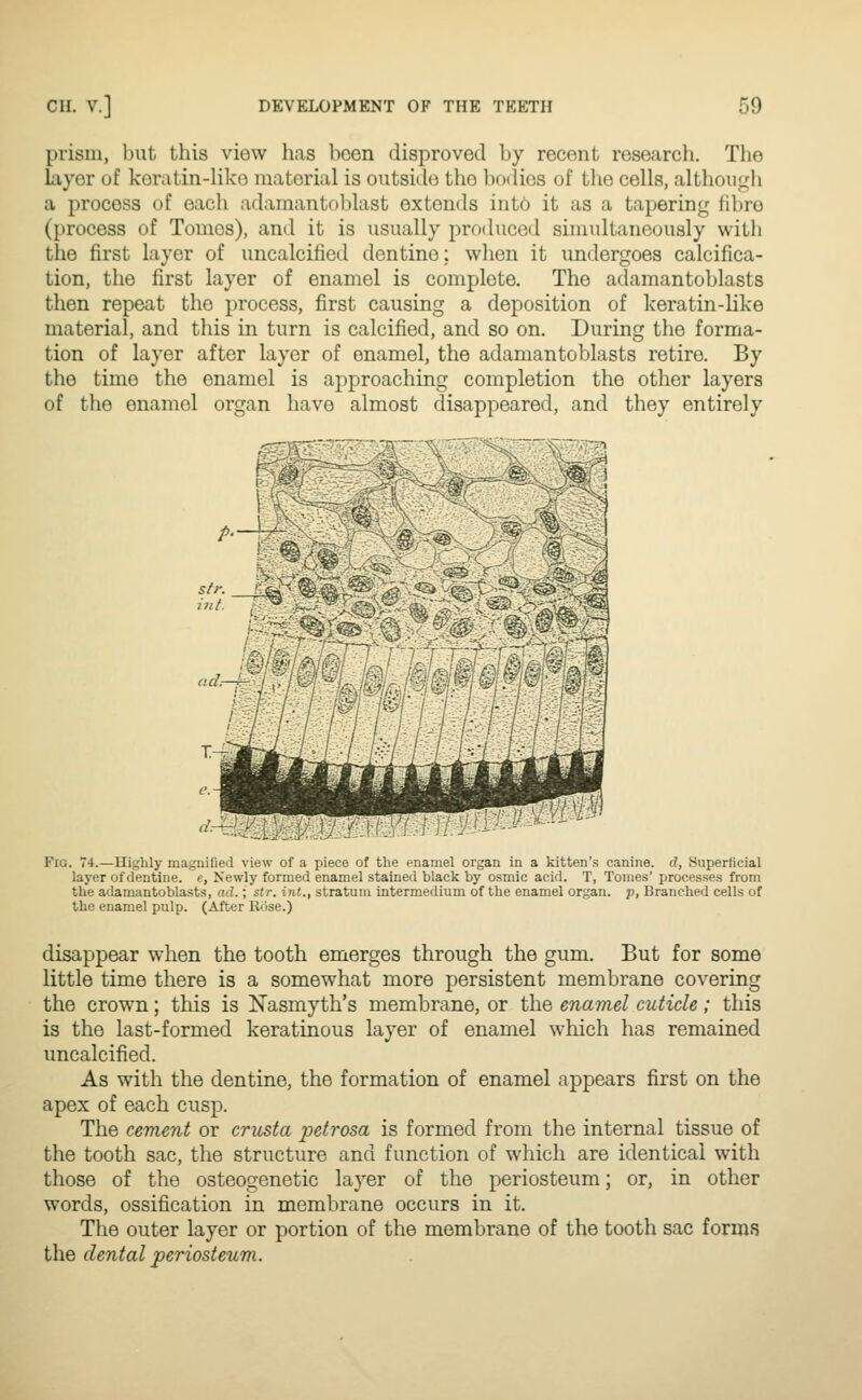 prism, but this viow has licen disproved by recent research. The Layer of koratin-liko material is outside the bodies of the cells, although a process of each adamantoblast extends into it as a tapering fibre (process of Tomes), and it is usually produced simultaneously witli the first layer of uncalcified dentine; when it undergoes calcifica- tion, the first layer of enamel is complete. The adamantoblasts then repeat the process, first causing a deposition of keratin-like material, and this in turn is calcified, and so on. During the forma- tion of layer after layer of enamel, the adamantoblasts retire. By the time the enamel is approaching completion the other layers of the enamel organ have almost disappeared, and they entirely 1 ad: nfm^^^^- Fig. 74.—Highly magnified view of a piece ot tlie enamel organ in a kitten's canine, d, Superficial layer of dentine, f, Newly formed enamel stained black by osmic acid. T, Tomes' processes from the adamantoblasts, ad.; str. int., stratum intermedium of the enamel organ, p, Branched cells of the enamel pulp. (After Riise.) disappear when the tooth emerges through the gum. But for some little time there is a somewhat more persistent membrane covering the crown; this is Nasmyth's membrane, or the enamel cuticle; this is the last-formed keratinous layer of enamel which has remained uncalcified. As with the dentine, the formation of enamel appears first on the apex of each cusp. The cement or crusta petrosa is formed from the internal tissue of the tooth sac, the structure and function of which are identical with those of the osteogenetic layer of the periosteum; or, in other words, ossification in membrane occurs in it. The outer layer or portion of the membrane of the tooth sac forms the dental periosteum.