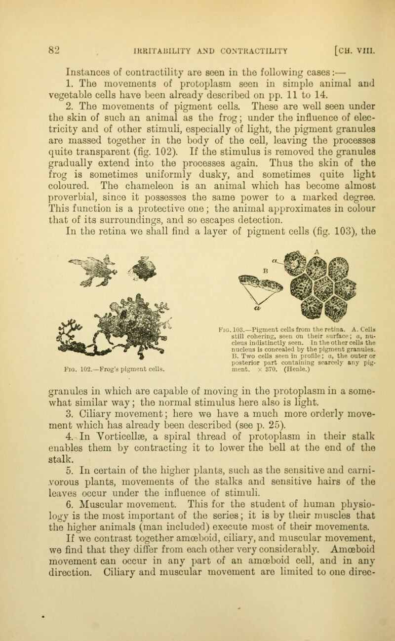 Instances of contractility are seen in the following cases:— 1. The niovoinonts of protoplasm seen in simple animal and vegetable cells have been already described on pp. 11 to 14. 2. The movements of pigment cells. These are well seen under the skin of such an animal as the frog; under the influence of elec- tricity and of other stimuli, especially of light, the pigment granules are massed together in the body of the cell, leaving the processes quite transparent (fig. 102). If the stimulus is removed the granules gradually extend into the processes again. Thus the skin of the frog is sometimes uniformly dusky, and sometimes quite light coloured. The chameleon is an animal which has become almost proverbial, since it possesses the same power to a marked degree. This function is a protective one; the animal approximates in colour that of its surroundings, and so escapes detection. In the retina we shall find a layer of pigment cells (fig. 103), the Fio. 102.—Frog's pigment cells. . 103.—Pigment cells from t li^' ritiiia. A. Cells still cohering, seen on their surface; a, nu- cleus imlistinctly seen. In the other cells the nucleus is concealed by the pigment granules. H. Two cells seen in profile; a, the outer or posterior part containing scarcely any pig- ment. X 370. (Henle.) granules in which are capable of moving in the protoplasm in a some- what similar way; the normal stimulus here also is light. 3. Ciliary movement; here we have a much more orderly move- ment which has already been described (see p. 25). 4. In Vorticellce, a spiral thread of protoplasm in their stalk enables them by contracting it to lower the bell at the end of the stalk. 5. In certain of the higher plants, such as the sensitive and carni- vorous plants, movements of the stalks and sensitive hairs of the leaves occur under the influence of stimuli. 6. Muscular movement. This for the student of human physio- logy is the most important of the series; it is by their muscles that the higher animals (man included) execute most of their movements. If we contrast together amoeboid, ciliary, and muscular movement, we find that they differ from each other very considerably. Amceboid movement can occur in any i>art of an amoeboid coll, and in any direction. Ciliary and muscular movement are limited to one direc-