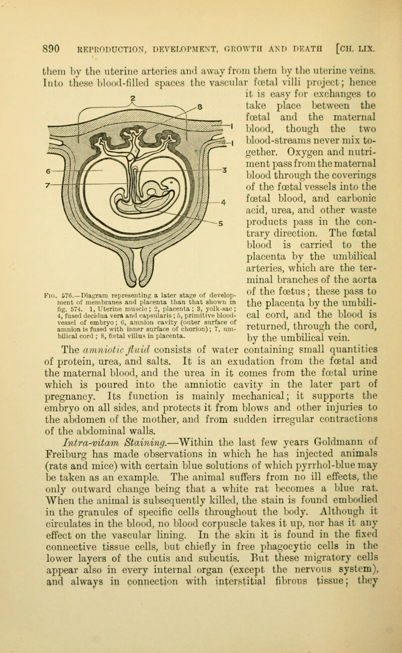 tliem by the uterine arteries and away from them by the uterine veins. Into these l)lo()(l-fille(l spaces the vascular foetal villi project; hence it is easy for exchanges to take place between the foetal and the maternal blood, though the two blood-streams never mix to- gether. Oxygen and nutri- ment pass from the maternal blood through the coverings of the foetal vessels into the foetal blood, and carbonic acid, urea, and other waste products pass in the con- trary direction. The foetal blood is carried to the placenta by the umbilical arteries, which are the ter- minal branches of the aorta of the foetus ; these pass to the placenta by the umbili- cal cord, and the Ijlood is returned, through the cord, by the umbilical vein. The amniotic fiuid consists of water containing small quantities of protein, urea, and salts. It is an exudation from the foetal and the maternal blood, and the urea in it comes from the foetal urine which is poured into the amniotic cavity in the later part of pregnancy. Its function is mainly mechanical; it supports the embryo on all sides, and protects it from blows and other injuries to the abdomen of the mother, and from sudden irregular contractions of the abdominal walls. Intra-vitam Staining.—Within the last few years Goldmann of Freiburg has made observations in wdiich he has injected animals (rats and mice) with certain blue solutions of which pyrrhol-bluemay be taken as an example. The animal suffers from no ill effects, the only outward change being that a white rat becomes a blue rat. When the animal is subsequently killed, the stain is foimd embodied in the granules of specific cells throughout the body. Although it circulates in the blood, no blood corpuscle takes it up, nor has it any effect on the vascular lining. In the skin it is found in the fixed connective tissue cells, but chiefly in free phagocytic cells in the lower layers of the cutis and subcutis. But these migratory cells appear also in every internal organ (except the nervous system), and always in connection with interstiti&l fibrous tissue; they ;. 576.—Diaf,Tam representing a later stage of develop- ment of membranes and placenta than that shown in lig. 574. 1, Uterine muscle; 2, jilacenta ; 3, yolk-sac; 4, fused decidua vera and capsularis ; f>, primitive blood- vessel of embryo; (J, amnion cavity (outer surface of amnion is fused with inner surface of chorion); 7, um- bilical cord ; 8, fuital villus in placenta.