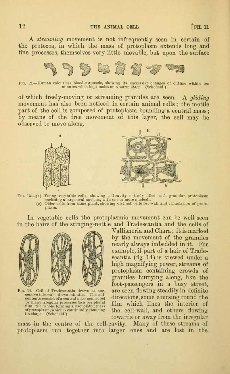 A streaming movement is not infrequently seen in certain of the protozoa, in which the mass of protoplasm extends long and fine processes, themselves very little movable, but upon the surface ^<S ^5 Fig. 12.—Human colourless blood-corpuscle, showing its successive changes of outline within ten minutes when kept moist on a warm stage. (Schoiield.) of which freely-moving or streaming granules are seen. A gliding movement has also been noticed in certain animal cells; the motile part of the cell is composed of protoplasm bounding a central mass; by means of the free movement of this layer, the cell may be observed to move along. Fio. 13.—(a) Young vegetable cells, showing cell-cavity entirely filled with granular protoplasm enclosing a large oval nucleus, with one or more nucleoli. (b) Older cells from same plant, showing distinct cellulose-wall and vacuolation of proto- plasm. In vegetable cells the protoplasmic movement can be well seen in the hairs of the stinging-nettle and Tradescantia and the cells of Vallisneria and Chara; it is marked by the movement of the granules nearly always imbedded in it. For example, if part of a hair of Trade- scantia (fig. 14) is viewed under a high magnifying power, streams of protoplasm containing crowds of granules hurrying along, like the foot-passengers in a busy street, are seen flowing steadily in definite directions, some coursing round the film which lines the interior of the cell-wall, and others flowing towards or away from the irregular mass in the centre of the cell-cavity. Many of these streams of protoplasm run together into larger ones and are lost in the Fig. 14.—Cell of Tradescantia drawn at suc- cessive intervals of two minutes.—The cell- contents consist of a central mass connected by many irregular processes to a peripheral film, the whole forming a vacuolated mass of protoplasm, which is continually changing its shape. (Schoiield.)