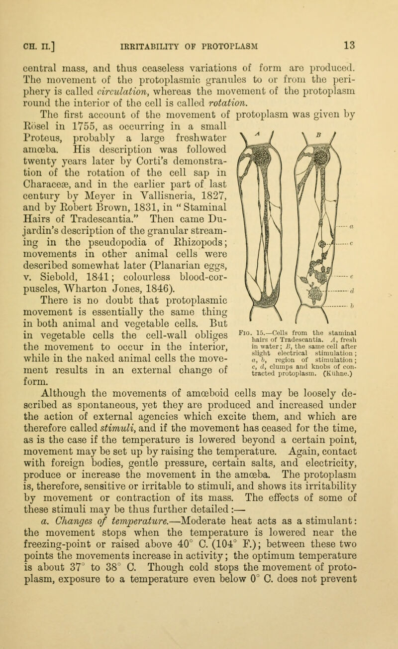 central mass, and thus ceaseless variations of form are produced. The movement of the protoplasmic granules to or from the peri- phery is called circulation, whereas the movement of the protoplasm round the interior of the cell is called rotation. The first account of the movement of protoplasm was given by Kosel in 1755, as occurring in a small Proteus, probably a large freshwater amoeba. His description was followed twenty years later by Corti's demonstra- tion of the rotation of the cell sap in Characece, and in the earlier part of last century by Meyer in Vallisneria, 1827, and by Eobert Brown, 1831, in  Staminal Hairs of Tradescantia. Then came Du- jardin's description of the granular stream- ing in the pseudopodia of Ehizopods; movements in other animal cells were described somewhat later (Planarian eggs, v. Siebold, 1841; colourless blood-cor- puscles, Wharton Jones, 1846). There is no doubt that protoplasmic movement is essentially the same thing in both animal and vegetable cells. But in vegetable cells the cell-wall obliges the movement to occur in the interior, while in the naked animal cells the move- ment results in an external change of form. Although the movements of amoeboid cells may be loosely de- scribed as spontaneous, yet they are produced and increased under the action of external agencies which excite them, and which are therefore called stimuli, and if the movement has ceased for the time, as is the case if the temperature is lowered beyond a certain point, movement may be set up by raising the temperature. Again, contact with foreign bodies, gentle pressure, certain salts, and electricity, produce or increase the movement in the amoeba. The protoplasm is, therefore, sensitive or irritable to stimuli, and shows its irritability by movement or contraction of its mass. The effects of some of these stimuli may be thus further detailed :— a. Changes of temperature.—Moderate heat acts as a stimulant: the movement stops when the temperature is lowered near the freezing-point or raised above 40° C. (104° F.); between these two points the movements increase in activity; the optimum temperature is about 37 to 38° C. Though cold stops the movement of proto- plasm, exposure to a temperature even below 0° C. does not prevent Fio. 15.—Cells from the staminal hairs of Tradescantia. A, fresh in water; B, the same cell after slight electrical stimulation; a, b, region of stimulation; c, d, clumps and knobs of con- tracted protoplasm. (Kuhne.)