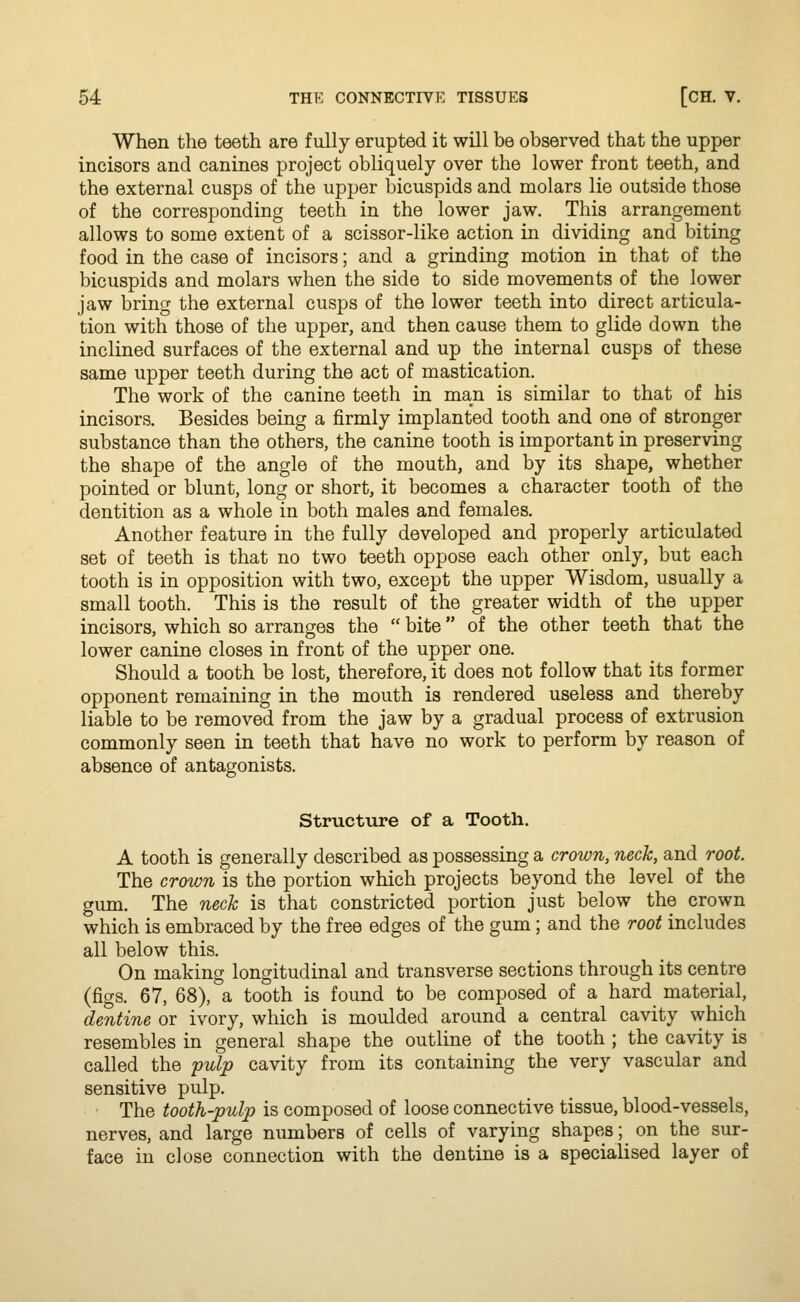 When the teeth are fully erupted it will be observed that the upper incisors and canines project obliquely over the lower front teeth, and the external cusps of the upper bicuspids and molars lie outside those of the corresponding teeth in the lower jaw. This arrangement allows to some extent of a scissor-like action in dividing and biting food in the case of incisors; and a grinding motion in that of the bicuspids and molars when the side to side movements of the lower jaw bring the external cusps of the lower teeth into direct articula- tion with those of the upper, and then cause them to glide down the inclined surfaces of the external and up the internal cusps of these same upper teeth during the act of mastication. The work of the canine teeth in man is similar to that of his incisors. Besides being a firmly implanted tooth and one of stronger substance than the others, the canine tooth is important in preserving the shape of the angle of the mouth, and by its shape, whether pointed or blunt, long or short, it becomes a character tooth of the dentition as a whole in both males and females. Another feature in the fully developed and properly articulated set of teeth is that no two teeth oppose each other only, but each tooth is in opposition with two, except the upper Wisdom, usually a small tooth. This is the result of the greater width of the upper incisors, which so arranges the  bite of the other teeth that the lower canine closes in front of the upper one. Should a tooth be lost, therefore, it does not follow that its former opponent remaining in the mouth is rendered useless and thereby liable to be removed from the jaw by a gradual process of extrusion commonly seen in teeth that have no work to perform by reason of absence of antagonists. Structure of a Tooth. A tooth is generally described as possessing a crown, neck, and root. The crown is the portion which projects beyond the level of the gum. The neck is that constricted portion just below the crown which is embraced by the free edges of the gum; and the root includes all below this. On making longitudinal and transverse sections through its centre (figs. 67, 68), a tooth is found to be composed of a hard material, dentine or ivory, which is moulded around a central cavity which resembles in general shape the outline of the tooth ; the cavity is called the pulp cavity from its containing the very vascular and sensitive pulp. The tooth-pulp is composed of loose connective tissue, blood-vessels, nerves, and large numbers of cells of varying shapes; on the sur- face in close connection with the dentine is a specialised layer of