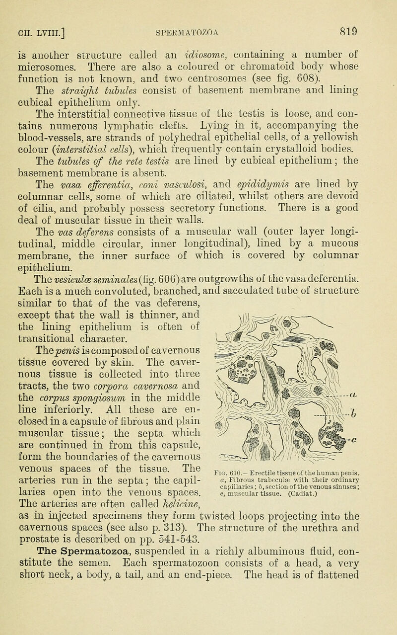 is another structure called au idiosome, containing a number of microsomes. There are also a coloured or chromatoid body whose function is not known, and two centrosomes (see fig. 608). The straight tubules consist of basement membrane and lining cubical epithelium only. The interstitial connective tissue of the testis is loose, and con- tains numerous lymphatic clefts. Lying in it, accompanying the blood-vessels, are strands of polyhedral epithelial cells, of a yellowish colour (interstitial cells), which frequently contain crystalloid bodies. The tubules of the rete testis are lined by cubical epithelium; the basement membrane is absent. The vasa efferentia, coni vasculosi, and epididymis are lined by columnar cells, some of which are ciliated, whilst others are devoid of cilia, and probably possess secretory functions. There is a good deal of muscular tissue in their walls. The vas deferens consists of a muscular wall (outer layer longi- tudinal, middle circular, inner longitudinal), lined by a mucous membrane, the inner surface of which is covered by columnar epithelium. The vesicula? seminales (fig. 606) are outgrowths of the vasa deferentia. Each is a much convoluted, branched, and sacculated tube of structure similar to that of the vas deferens, except that the wall is thinner, and the lining epithelium is often of transitional character. The penis is composed of cavernous tissue covered by skin. The caver- nous tissue is collected into three tracts, the two corpora cavernosa and the corpus spongiosum in the middle line inferiorly. All these are en- closed in a capsule of fibrous and plain muscular tissue; the septa which are continued in from this capsule, form the boundaries of the cavernous venous spaces of the tissue. The arteries run in the septa; the capil- laries open into the venous spaces. The arteries are often called helicine, as in injected specimens they form twisted loops projecting into the cavernous spaces (see also p. 313). The structure of the urethra and prostate is described on pp. 541-543. The Spermatozoa, suspended in a richly albuminous fluid, con- stitute the semen. Each spermatozoon consists of a head, a very short neck, a body, a tail, and an end-piece. The head is of flattened Fig. 610.— Erectile tissue of the human penis. a, Fibrous trabeculee with their ordinary capillaries; b, section of the venous sinuses; c, muscular tissue. (Cadiat.)