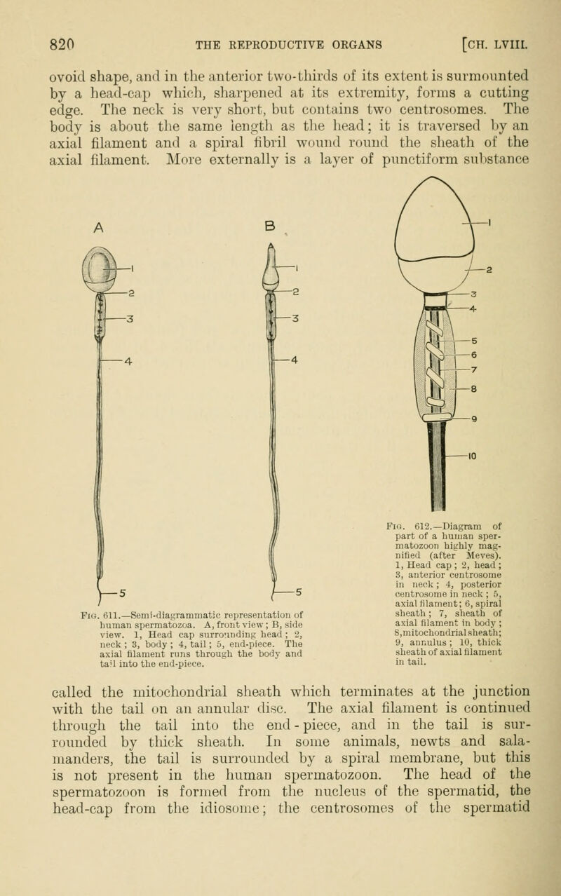 ovoid shape, and in the anterior two-thirds of its extent is surmounted by a bead-cap which, sharpened at its extremity, forms a cutting edge. The neck is very short, but contains two centrosomes. The body is about the same length as the head; it is traversed by an axial filament and a spiral fibril wound round the sheath of the axial filament. More externally is a layer of punctiform substance Fig. 611.—Semi-diagrammatic representation of human spermatozoa. A, front view; B, side view. 1, Head cap surrounding head; 2, neck ; 3, body ; 4, tail; 5, end-piece. The axial filament runs through the body and taU into the end-piece. Fig. 612.—Diagram of part of a human sper- matozoon highly mag- nified (after Meves). 1, Head cap ; 2, head ; 3, anterior centrosome in neck; 4, posterior centrosome in neck ; 5, axial filament; 6, spiral sheath; 7, sheath of axial filament in body ; 8,mitochondrial sheath; 9, annulus; 10, thick sheath of axial filament in tail. called the mitochondrial sheath which terminates at the junction with the tail on an annular disc. The axial filament is continued through the tail into the end - piece, and in the tail is sur- rounded by thick sheath. In some animals, newts and sala- manders, the tail is surrounded by a spiral membrane, but this is not present in the human spermatozoon. The head of the spermatozoon is formed from the nucleus of the spermatid, the head-cap from the idiosome; the centrosomes of the spermatid