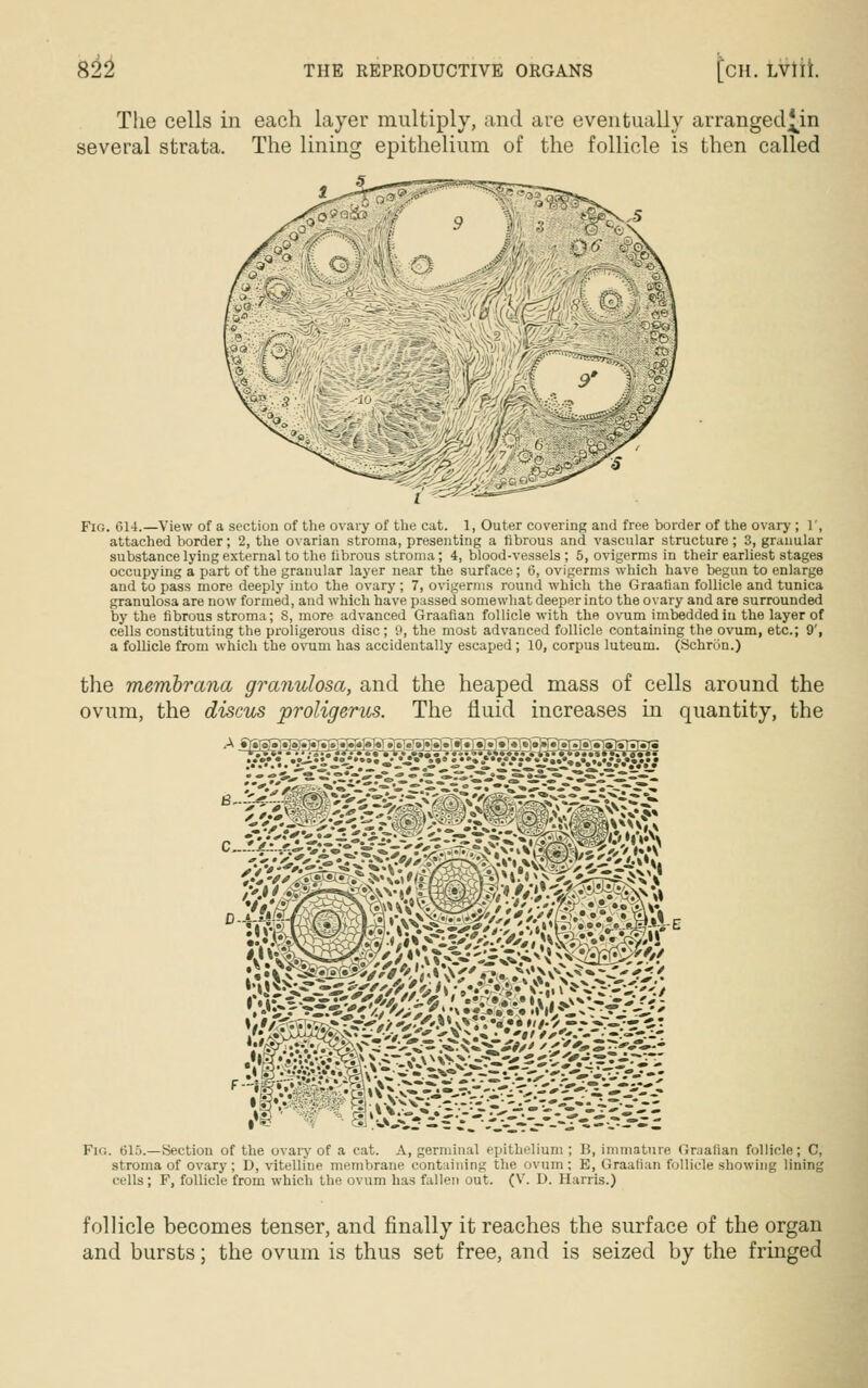 The cells in each layer multiply, and are eventually arranged|in several strata. The lining epithelium of the follicle is then called Fig. G14.—View of a section of the ovary of the cat. 1, Outer covering and free border of the ovary ; 1', attached border; 2, the ovarian stroma, presenting a fibrous and vascular structure ; 3, granular substance lying external to the fibrous stroma; 4, blood-vessels ; 5, ovigerms in their earliest stages occupying a part of the granular layer near the surface; (5, ovigerms which have begun to enlarge and to pass more deeply into the ovary ; 7, ovigerms round which the Graafian follicle and tunica granulosa are now formed, and which have passed somewhat deeper into the ovary and are surrounded by the fibrous stroma; 8, more advanced Graafian follicle with the ovum imbedded in the layer of cells constituting the proligerous disc; 0, the most advanced follicle containing the ovum, etc.; 9', a follicle from which the ovum has accidentally escaped; 10, corpus luteum. (Schrdn.) the membrana granulosa, and the heaped mass of cells around the ovum, the discus proligerus. The fluid increases in quantity, the Pig. tilu.—Section of the ovary of a cat. A, germinal epithelium; B, immature Graafian follicle; C, stroma of ovary ; D, vitelline membrane containing the ovum ; E, Graafian follicle showing lining cells; F, follicle from which the ovum has fallen out. (V. D. Harris.) follicle becomes tenser, and finally it reaches the surface of the organ and bursts; the ovum is thus set free, and is seized by the fringed