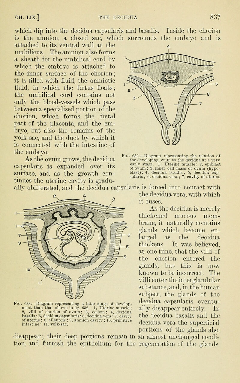 Fig. 632.—Diagram representing the relation of the developing ovum to the decidua at a very early stage. 1, Uterine muscle ; 2, epiblast of ovum ; 3, inner cell mass of ovum (hypo- blast) ; 4, decidua basalis ; 5, decidua cap- sularis ; 6, decidua vera ; 7, cavity of uterus. which dip into the decidua capsularis and basalis. Inside the chorion is the amnion, a closed sac, which surrounds the embryo and is attached to its ventral wall at the 4 umbilicus. The amnion also forms a sheath for the umbilical cord by which the embryo is attached to the inner surface of the chorion; it is filled with fluid, the amniotic fluid, in which the foetus floats; the umbilical cord contains not only the blood-vessels which pass between a specialised portion of the chorion, which forms the foetal part of the placenta, and the em- bryo, but also the remains of the yolk-sac, and the duct by which it is connected with the intestine of the embryo. As the ovum grows, the decidua capsularis is expanded over its surface, and as the growth con- tinues the uterine cavity is gradu- ally obliterated, and the decidua capsularis is forced into contact with the decidua vera, with which it fuses. As the decidua is merely thickened mucous mem- brane, it naturally contains glands which become en- larged as the decidua thickens. It was believed, at one time, that the villi of the chorion entered the glands, but this is now known to be incorrect. The villi enter theinterglandular substance, and, in the human subject, the glands of the decidua capsularis eventu- ally disappear entirely. In the decidua basalis and the decidua vera the superficial portions of the glands also disappear; their deep portions remain in an almost unchanged condi^ tion, and furnish the epithelium for the regeneration of the glands Fig. 633.—Diagram representing a later stage of develop- ment than that shown in fig. 632. 1, Uterine muscle ; 2, villi of chorion of ovum; 3, coelom; 4, decidua basalis ; 5, decidua capsularis; 6, decidua vera; 7, cavity of uterus ; 8, allantois ; 9, amnion cavity ; 10, primitive intestine ; 11, yolk-sac.