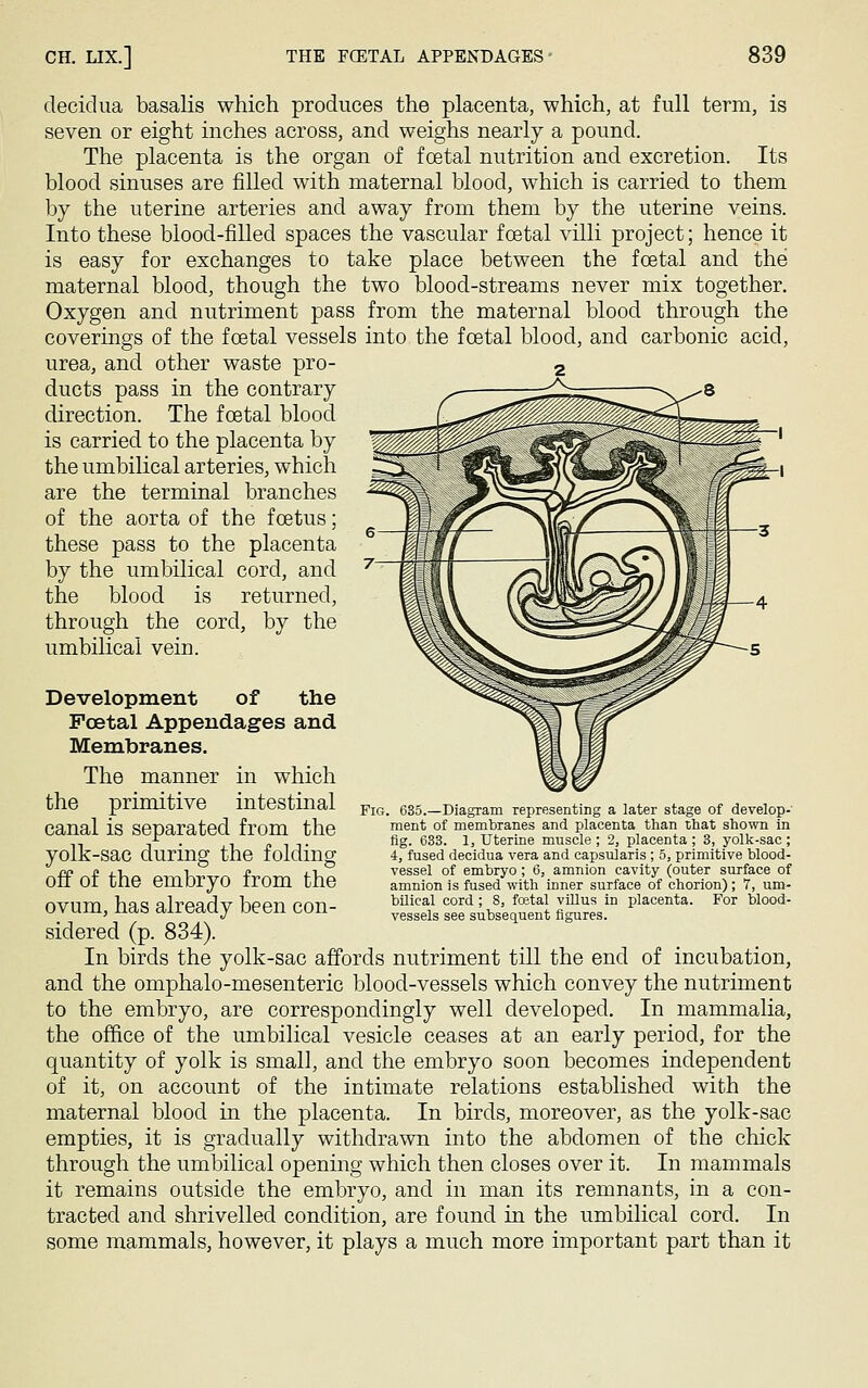decidua basalis which produces the placenta, which, at full term, is seven or eight inches across, and weighs nearly a pound. The placenta is the organ of foetal nutrition and excretion. Its blood sinuses are filled with maternal blood, which is carried to them by the uterine arteries and away from them by the uterine veins. Into these blood-filled spaces the vascular foetal villi project; hence it is easy for exchanges to take place between the foetal and the maternal blood, though the two blood-streams never mix together. Oxygen and nutriment pass from the maternal blood through the coverings of the foetal vessels into the foetal blood, and carbonic acid, urea, and other waste pro- 2 ducts pass in the contrary -— direction. The foetal blood is carried to the placenta by the umbilical arteries, which are the terminal branches of the aorta of the foetus; these pass to the placenta by the umbilical cord, and the blood is returned, through the cord, by the umbilical vein. Development of the Foetal Appendages and Membranes. The manner in which the primitive intestinal canal is separated from the yolk-sac during the folding off of the embryo from the ovum, has already been con- sidered (p. 834). In birds the yolk-sac affords nutriment till the end of incubation, and the omphalo-mesenteric blood-vessels which convey the nutriment to the embryo, are correspondingly well developed. In mammalia, the office of the umbilical vesicle ceases at an early period, for the quantity of yolk is small, and the embryo soon becomes independent of it, on account of the intimate relations established with the maternal blood in the placenta. In birds, moreover, as the yolk-sac empties, it is gradually withdrawn into the abdomen of the chick through the umbilical opening which then closes over it. In mammals it remains outside the embryo, and in man its remnants, in a con- tracted and shrivelled condition, are found in the umbilical cord. In some mammals, however, it plays a much more important part than it Fig. 635.—Diagram representing a later stage of develop- ment of membranes and placenta than that shown in fig. 633. 1, Uterine muscle ; 2, placenta ; 3, yolk-sac ; 4, fused decidua vera and capsularis ; 5, primitive blood- vessel of embryo; 6, amnion cavity (outer surface of amnion is fused with inner surface of chorion) ; 7, um- bilical cord; 8, fostal villus in placenta. For blood- vessels see subsequent figures.