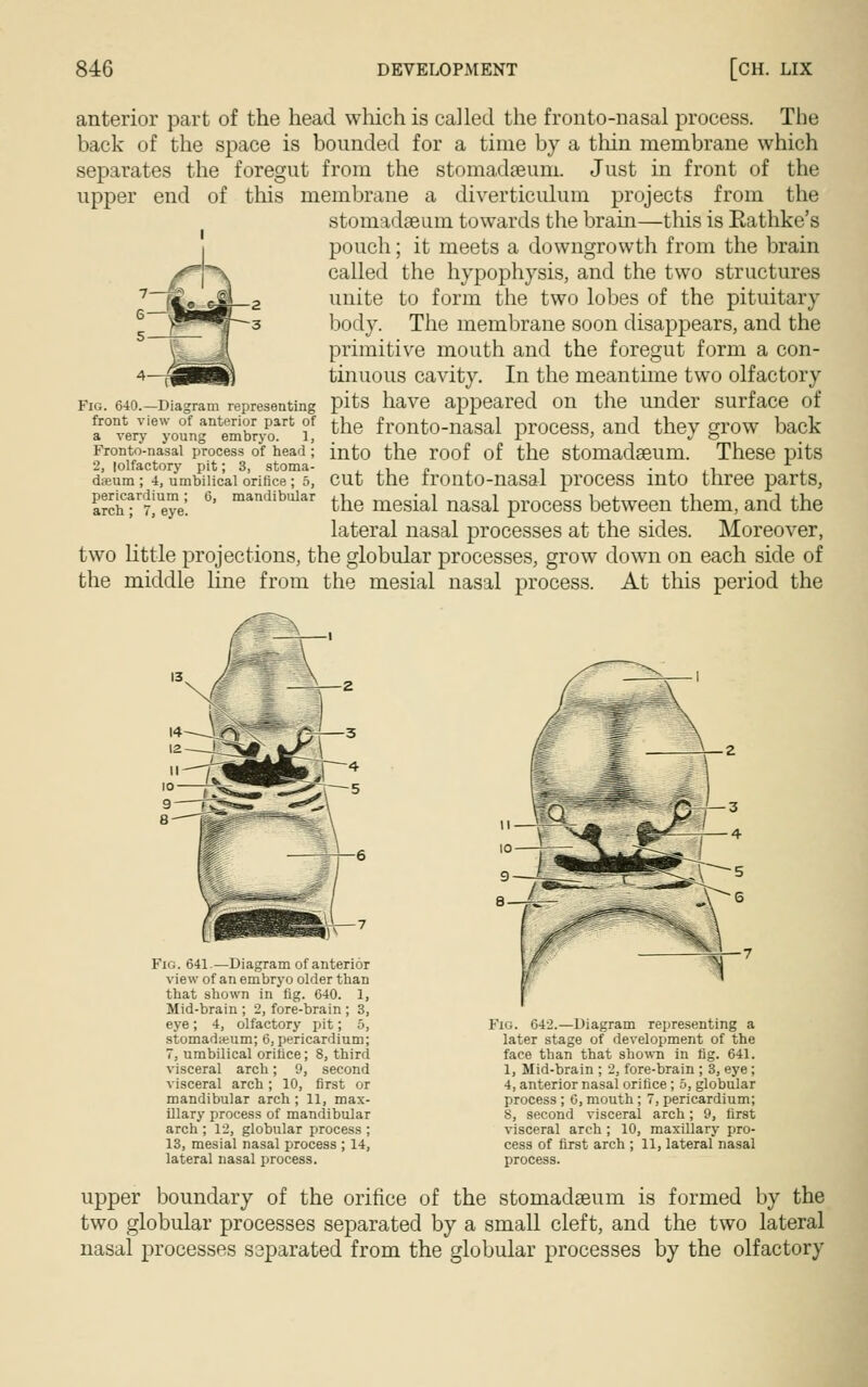 anterior part of the head which is called the fronto-nasal process. The back of the space is bounded for a time by a thin membrane which separates the foregut from the stomadaeum. Just in front of the upper end of this membrane a diverticulum projects from the stomadseum towards the brain—this is Rathke's pouch; it meets a downgrowth from the brain called the hypophysis, and the two structures unite to form the two lobes of the pituitary body. The membrane soon disappears, and the primitive mouth and the foregut form a con- tinuous cavity. In the meantime two olfactory fig. 64o.-Diagram representing pits have appeared on the under surface of a0nve^ieyoun^embr/o116 ?! the fronto-nasal process, and they grow back Fronto-nasai process of head • into the roof of the stomadaeum. These pits 2, lolfactory pit; 3, stoma- , „ . . . ., *• , (teum; 4, umbilical orifice; 5, cut the ironto-nasal process into three parts, a?cirrv!ueye;. 6> mandibular the mesial nasal process between them, and the lateral nasal processes at the sides. Moreover, two little projections, the globular processes, grow down on each side of the middle line from the mesial nasal process. At this period the Fig. 641.—Diagram of anterior view of an embryo older than that shown in fig. 640. 1, Mid-brain ; 2, fore-brain ; 3, eye; 4, olfactory pit; 5, stomadajum; 6, pericardium; 7, umbilical orifice; 8, third visceral arch; 9, second visceral arch ; 10, first or mandibular arch ; 11, max- illary process of mandibular arch ; 12, globular process ; 13, mesial nasal process ; 14, lateral nasal process. Fig. 642.—Diagram representing a later stage of development of the face than that shown in fig. 641. 1, Mid-brain ; 2, fore-brain ; 3, eye; 4, anterior nasal orifice ; 5, globular process ; 6, mouth ; 7, pericardium; 8, second visceral arch; 9, first visceral arch ; 10, maxillary pro- cess of first arch ; 11, lateral nasal process. upper boundary of the orifice of the stomadseum is formed by the two globular processes separated by a small cleft, and the two lateral nasal processes separated from the globular processes by the olfactory