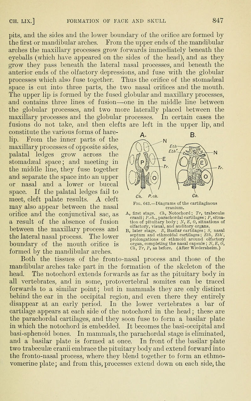 pits, and the sides and the lower boundary of the orifice are formed by the first or mandibular arches. From the upper ends of the mandibular arches the maxillary processes grow forwards immediately beneath the eyeballs (which have appeared on the sides of the head), and as they grow they pass beneath the lateral nasal processes, and beneath the anterior ends of the olfactory depressions, and fuse with the globular processes which also fuse together. Thus the orifice of the stoinadseal space is cut into three parts, the two nasal orifices and the mouth. The upper lip is formed by the fused globular and maxillary processes, and contains three lines of fusion—one in the middle line between the globular processes, and two more laterally placed between the maxillary processes and the globular processes. In certain cases the fusions do not take, and then clefts are left in the upper lip, and constitute the various forms of hare- lip. From the inner parts of the maxillary processes of opposite sides, palatal ledges grow across the stomadaeal space; and meeting in the middle line, they fuse together and separate the space into an upper or nasal and a lower or buccal space. If the palatal ledges fail to meet, cleft palate results. A cleft may also appear between the nasal orifice and the conjunctival sac, as a result of the absence of fusion between the maxillary process and the lateral nasal process. The lower boundary of the mouth orifice is formed by the mandibular arches. Both the tissues of the fronto-nasal process and those of the mandibular arches take part in the formation of the skeleton of the head. The notochord extends forwards as far as the pituitary body in all vertebrates, and in some, protovertebral somites can be traced forwards to a similar point; but in mammals they are only distinct behind the ear in the occipital region, and even there they entirely disappear at an early period. In the lower vertebrates a bar of cartilage appears at each side of the notochord in the head; these are the parachordal cartilages, and they soon fuse to form a basilar plate in which the notochord is embedded. It becomes the basi-occipital and basi-sphenoid bones. In mammals, the parachordal stage is eliminated, and a basilar plate is formed at once. In front of the basilar plate two trabecule cranii embrace the pituitary body and extend forward into the fronto-nasal process, where they blend together to form an ethmo- vomerine plate; and from this, processes extend down on each side, the Fig. 643.—Diagrams of the cartilaginous cranium. A, first stage. Ch, Notochord; Tr, trabecules cranii; P.ch., parachordal cartilages; P, situa- tion of pituitary body; N, E, 0, situations of olfactory, visual, and auditory organs. B, later stage. B, Basilar cartilages; S, nasal septum and ethmoidal cartilages; Eth, Eth', prolongations of ethmoid around olfactory organ, completing the nasal capsule ; N, E, 0, Ch, Tr, P. as before. (After Wiedersheim.)