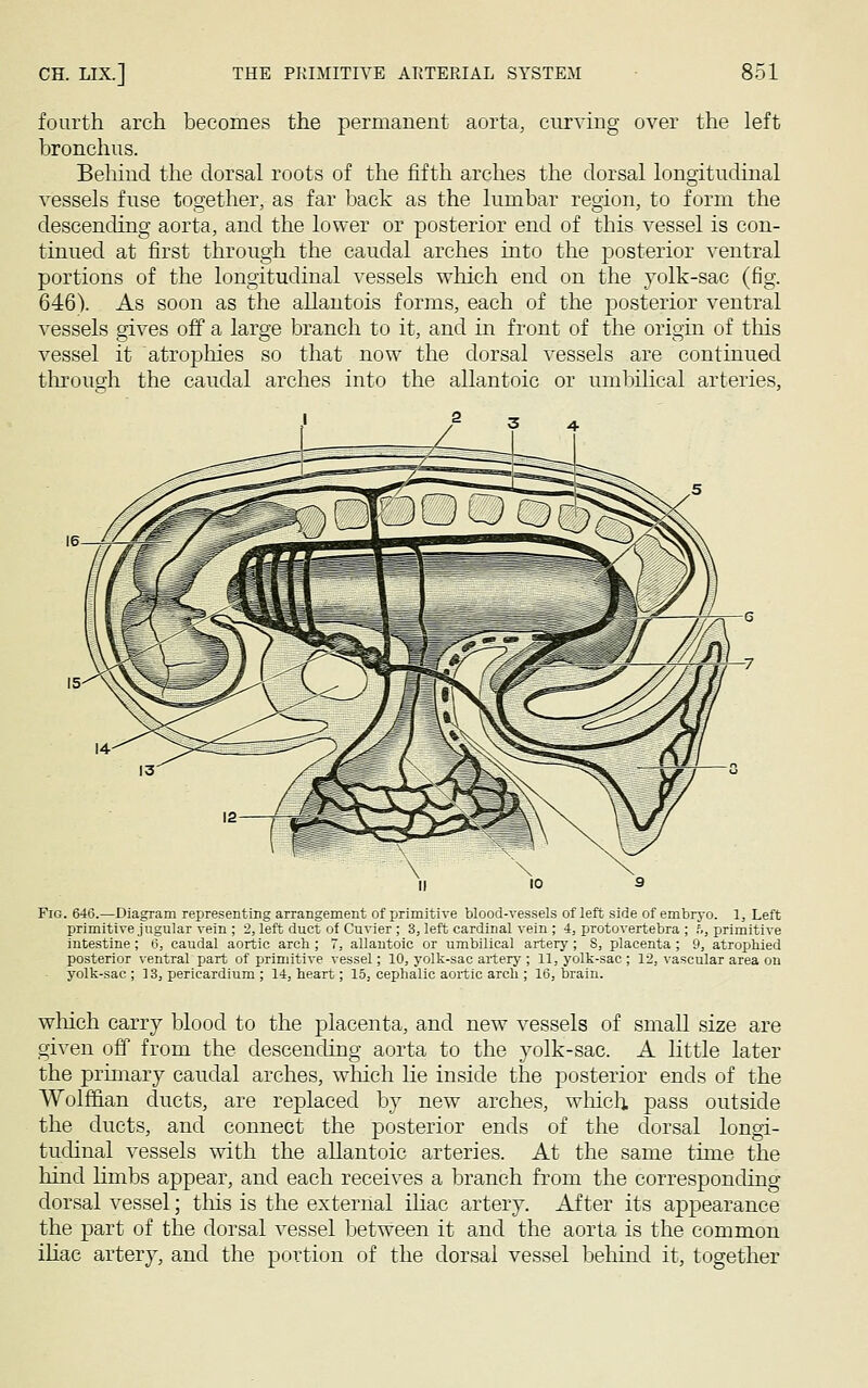 fourth arch becomes the permanent aorta, curving over the left bronchus. Behind the dorsal roots of the fifth arches the dorsal longitudinal vessels fuse together, as far back as the lumbar region, to form the descending aorta, and the lower or posterior end of this vessel is con- tinued at first through the caudal arches into the posterior ventral portions of the longitudinal vessels which end on the yolk-sac (fig. 646). As soon as the allantois forms, each of the posterior ventral vessels gives off a large branch to it, and in front of the origin of tins vessel it atrophies so that now the dorsal vessels are continued through the caudal arches into the allantoic or umbilical arteries, Fig. 646.—Diagram representing arrangement of primitive blood-vessels of left side of embryo. 1, Left primitive jugular vein ; 2, left duct of Cuvier ; 3, left cardinal vein ; 4, protovertebra ; f., primitive intestine; 6, caudal aortic arch ; 7, allantoic or umbilical artery ; S, placenta ; 9, atrophied posterior ventral part of primitive vessel; 10, yolk-sac artery ; 11, yolk-sac ; 12, vascular area on yolk-sac ; 13, pericardium ; 14, heart; 15, cephalic aortic arch ; 16, brain. which carry blood to the placenta, and new vessels of small size are given off from the descending aorta to the yolk-sac. A little later the primary caudal arches, which lie inside the posterior ends of the Wolffian duets, are replaced by new arches, which pass outside the ducts, and connect the posterior ends of the dorsal longi- tudinal vessels with the allantoic arteries. At the same time the hind limbs appear, and each receives a branch from the corresponding dorsal vessel; this is the external iliac artery. After its appearance the part of the dorsal vessel between it and the aorta is the common iliac artery, and the portion of the dorsal vessel behind it, together