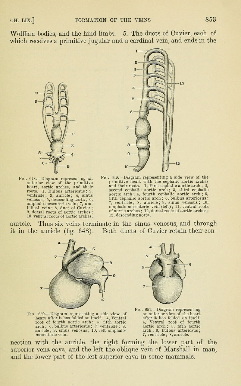 Wolffian bodies, and the hind limbs. 5. The ducts of Cuvier, each of which receives a primitive jugular and a cardinal vein, and ends in the Fig. 648.—Diagram representing an anterior view of the primitive heart, aortic arches, and their roots. 1, Bulbus arteriosus; 2, ventricle; 3, auricle ; 4, sinus venosus; 5, descending aorta ; 6, omphalo-mesenteric vein; 7, um- bilical vein ; 8, duct of Cuvier ; 9, dorsal roots of aortic arches ; 10, ventral roots of aortic arches. Fig. 649.—Diagram representing a side view of the primitive heart with the cephalic aortic arches and their roots. 1, First cephalic aortic arch ; 2, second cephalic aortic arch; 3, third cephalic aortic arch ; 4, fourth cephalic aortic arch ; 5, fifth cephalic aortic arch; 6, bulbus arteriosus; 7, ventricle ; 8, auricle ; 9, sinus venosus ; 10, omphalo-mesenteric vein (left); 11, ventral roots of aortic arches ; 12, dorsal roots of aortic arches ; 13, descending aorta. auricle. Thus six veins terminate in the sinus venosus, and through it in the auricle (fig. 648). Both ducts of Cuvier retain their con- Fig. 650.—Diagram representing a side view of heart after it has folded on itself. 4, Ventral root of fourth aortic arch; 5, fifth aortic arch ; 6, bulbus arteriosus ; 7, ventricle ; 8, auricle; 9, sinus venosus ; 10, left omphalo- mesenteric vein. Fig. 651.—Diagram representing an anterior view of the heart after it has folded on itself. 4, Ventral root of fourth aortic arch; 5, fifth aortic arch; 6, bulbus arteriosus ; 7, ventricle ; S, auricle. nection with the auricle, the right forming the lower part of the superior vena cava, and the left the oblique vein of Marshall in man, and the lower part of the left superior cava in some mammals.