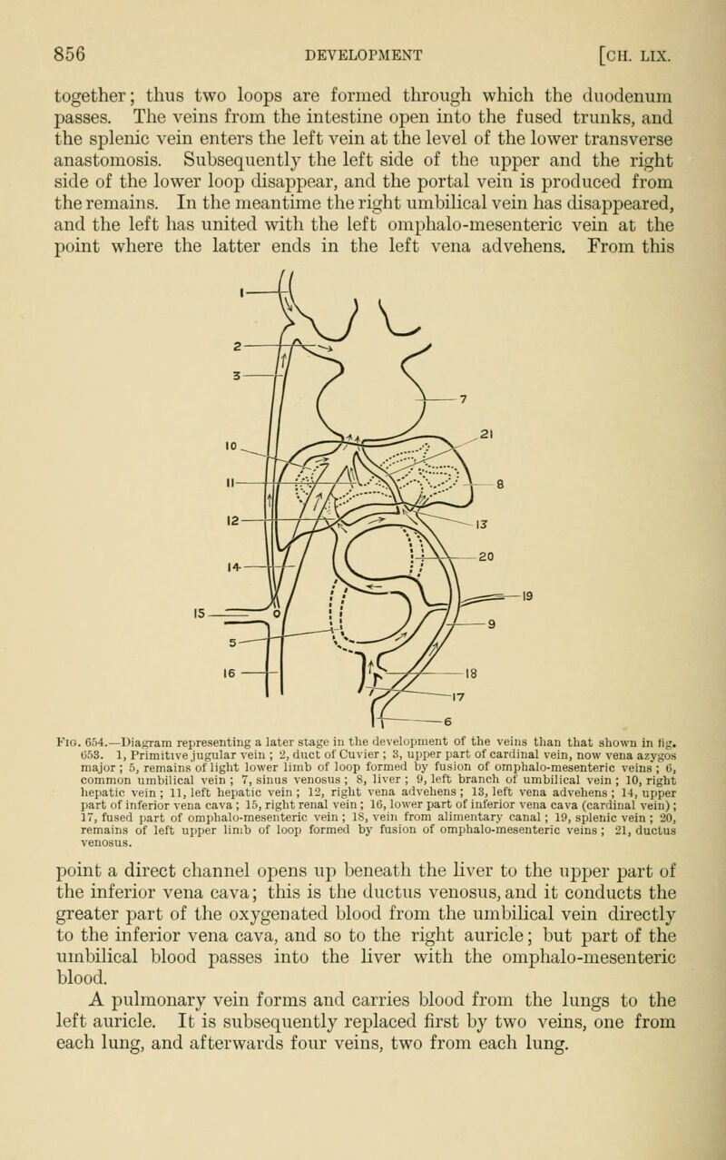 together; thus two loops are formed through which the duodenum passes. The veins from the intestine open into the fused trunks, and the splenic vein enters the left vein at the level of the lower transverse anastomosis. Subsequently the left side of the upper and the right side of the lower loop disappear, and the portal vein is produced from the remains. In the meantime the right umbilical vein has disappeared, and the left has united with the left omphalo-mesenteric vein at the point where the latter ends in the left vena advehens. From this r=r Flo. 654.—Diagram representing a later stage in the development of the veins than that shown in tig. 053. 1, Primitive jugular vein ; 2, duct of Cuvier ; 3, upper part of cardinal vein, now vena azygos major ; 5, remains of light lower limb of loop formed by fusion of omphalo-mesenteric veins ; 6, common umbilical vein ; 7, sinus venosus ; 8, liver ; 9, left branch of umbilical vein ; 10, right hepatic vein ; 11, left hepatic vein ; 12, right vena advehens; 13, left vena advehens ; 14, upper part of inferior vena cava ; 15, right renal vein ; 16, lower part of inferior vena cava (cardinal vein); 17, fused part of omphalo-mesenteric vein ; 18, vein from alimentary canal; 19, splenic vein; 20, remains of left upper limb of loop formed by fusion of omphalo-mesenteric veins; 21, ductus venosus. point a direct channel opens up beneath the liver to the upper part of the inferior vena cava; this is the ductus venosus,and it conducts the greater part of the oxygenated blood from the umbilical vein directly to the inferior vena cava, and so to the right auricle; but part of the umbilical blood passes into the liver with the omphalo-mesenteric blood. A pulmonary vein forms and carries blood from the lungs to the left auricle. It is subsequently replaced first by two veins, one from each lung, and afterwards four veins, two from each lung.