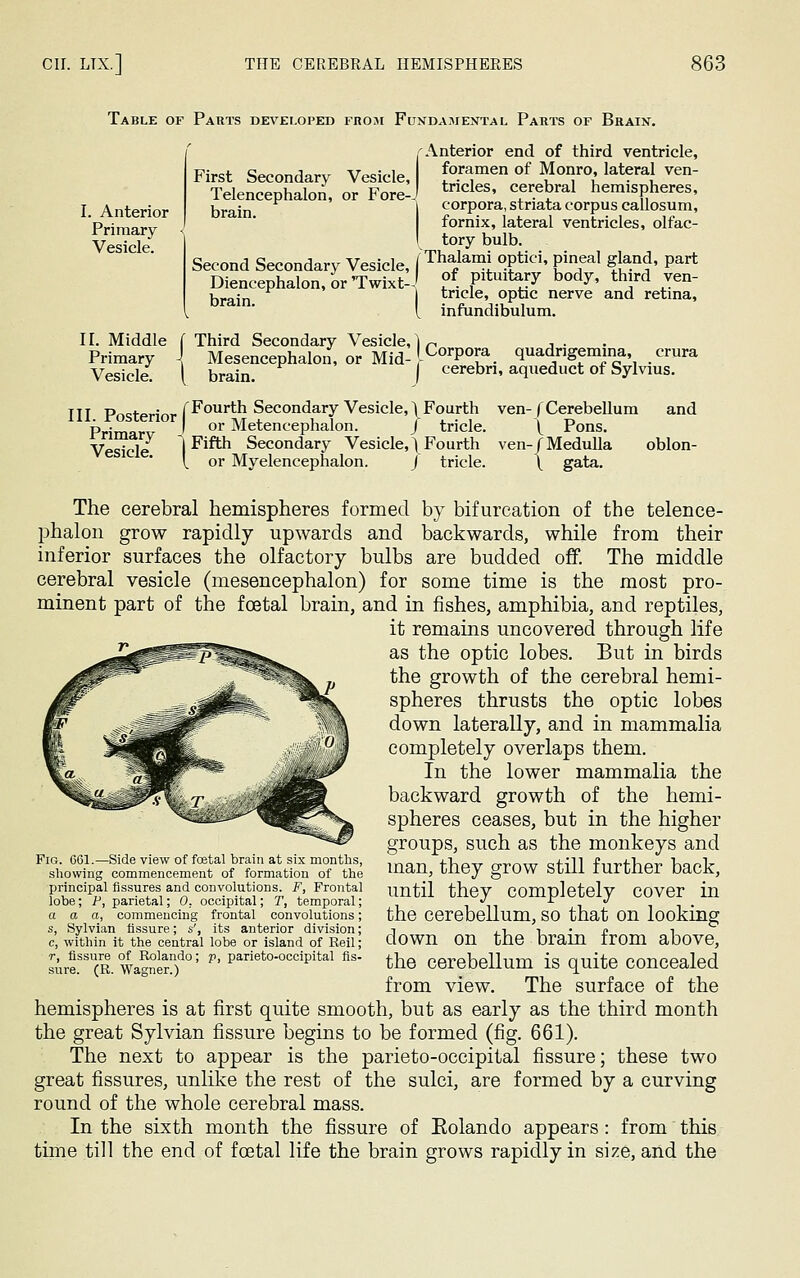 Table of Parts developed from Fundamental Parts of Brain. I. Anterior Primary Vesicle. First Secondary Vesicle, Telencephalon, or Fore- brain. Second Secondary Vesicle, Diencephalon, or Twixt--! brain. Anterior end of third ventricle, foramen of Monro, lateral ven- tricles, cerebral hemispheres, corpora, striata corpus callosum, fornix, lateral ventricles, olfac- tory bulb. Thalami optici, pineal gland, part of pituitary body, third ven- tricle, optic nerve and retina, infundibulum. II. Middle f Third Secondary Vesicle, Primary Vesicle. Mesencephalon, or Mid- lCorP0^. quadrigemina, crura kram r cerebri, aqueduct of Sylvius. and III Posterior [Fourth Secondary Vesicle, \Fourth ven-(Cerebellum Prima J or Metencephalon. / tricle. \ Pons. Vesicle I Fifth Secondary Vesicle,) Fourth ven-/Medulla oblon- \ or Myelencephalon. J tricle. \_ gata. The cerebral hemispheres formed by bifurcation of the telence- phalon grow rapidly upwards and backwards, while from their inferior surfaces the olfactory bulbs are budded off. The middle cerebral vesicle (mesencephalon) for some time is the most pro- minent part of the foetal brain, and in fishes, amphibia, and reptiles, it remains uncovered through life as the optic lobes. But in birds the growth of the cerebral hemi- spheres thrusts the optic lobes down laterally, and in mammalia completely overlaps them. In the lower mammalia the backward growth of the hemi- spheres ceases, but in the higher groups, such as the monkeys and man, they grow still further back, until they completely cover in the cerebellum, so that on looking down on the brain from above, the cerebellum is quite concealed from view. The surface of the hemispheres is at first quite smooth, but as early as the third month the great Sylvian fissure begins to be formed (fig. 661). The next to appear is the parieto-occipital fissure; these two great fissures, unlike the rest of the sulci, are formed by a curving round of the whole cerebral mass. In the sixth month the fissure of Eolando appears: from this time till the end of foetal life the brain grows rapidly in size, and the Fig. 661.—Side view of foetal brain at six months, showing commencement of formation of the principal fissures and convolutions. F, Frontal lobe; P, parietal; 0. occipital; T, temporal; a a a, commencing frontal convolutions; s, Sylvian fissure; s', its anterior division; c, within it the central lobe or island of Eeil; r, fissure of Rolando; p, parieto-occipital fis- sure. (R. Wagner.)
