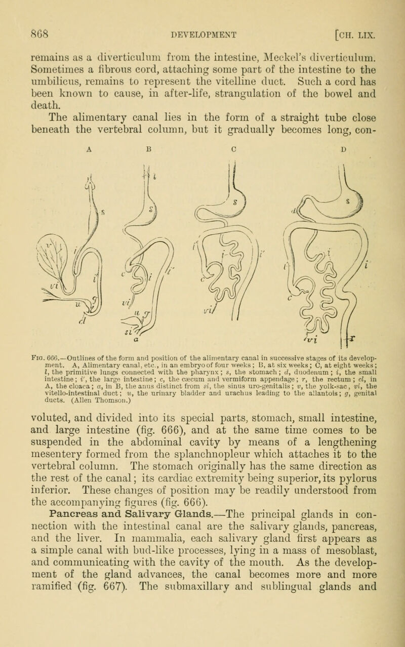 remains as a diverticulum from the intestine, Meckel's diverticulum. Sometimes a fibrous cord, attaching some part of the intestine to the umbilicus, remains to represent the vitelline duct. Such a cord has been known to cause, in after-life, strangulation of the bowel and death. The alimentary canal lies in the form of a straight tube close beneath the vertebral column, but it gradually becomes long, con- Fio. 6(30.—Outlines of the form and position of the alimentary canal in successive stages of its develop- ment. A, Alimentary canal, etc., in an embryoof four weeks; 15, at six weeks; C, at eight weeks; I, the primitive lungs connected with the pharynx ; s, the stomach; d, duodenum ; i, the small intestine; i', the large intestine; c, the cascum and vermiform appendage; r, the rectum; cl, in A, the cloaca; a, in B, the anus distinct from si, the sinus uro-genitalis ; v, the yolk-sac, vi, the vitello-intestinal duct; u, the urinary bladder and uracil us leading to the allantois; g, genital ducts. (Allen Thomson.) voluted, and divided into its special parts, stomach, small intestine, and large intestine (fig. 666), and at the same time comes to be suspended in the abdominal cavity by means of a lengthening mesentery formed from the splanchnopleur which attaches it to the vertebral column. The stomach originally has the same direction as the rest of the canal; its cardiac extremity being superior, its pylorus inferior. These changes of position may be readily understood from the accompanying figures (fig. 666). Pancreas and Salivary Glands.—The principal glands in con- nection with the intestinal canal are the salivary glands, pancreas, and the liver. In mammalia, each salivary gland first appears as a simple canal with bud-like processes, lying in a mass of mesoblast, and communicating with the cavity of the mouth. As the develop- ment of the gland advances, the canal becomes more and more ramified (fig. 667). The submaxillary and sublingual glands and