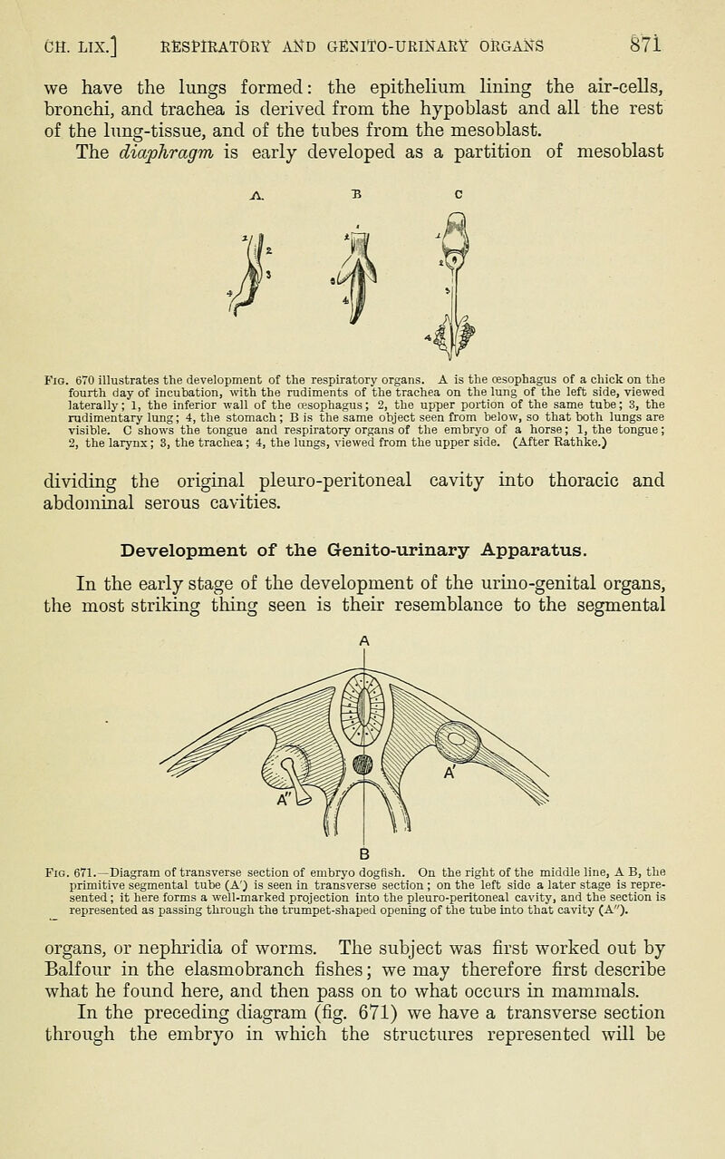 we have the lungs formed: the epithelium lining the air-cells, bronchi, and trachea is derived from the hypoblast and all the rest of the lung-tissue, and of the tubes from the mesoblast. The diaphragm is early developed as a partition of mesoblast Fig. 670 illustrates the development of the respiratory organs. A is the oesophagus of a chick on the fourth day of incubation, with the rudiments of the trachea on the lung of the left side, viewed laterally; 1, the inferior wall of the cesophagus; 2, the upper portion of the same tube; 3, the rudimentary lung; 4, the stomach; B is the same object seen from below, so that both lungs are visible. C shows the tongue and respiratory organs of the embryo of a horse; 1, the tongue; 2, the larynx; 3, the trachea; 4, the lungs, viewed from the upper side. (After Rathke.) dividing the original pleuro-peritoneal cavity into thoracic and abdominal serous cavities. Development of the Genito-urinary Apparatus. In the early stage of the development of the urino-genital organs, the most striking thing seen is their resemblance to the segmental Fig. 671.—Diagram of transverse section of embryo dogfish. On the right of the middle line, A B, the primitive segmental tube (A) is seen in transverse section ; on the left side a later stage is repre- sented ; it here forms a well-marked projection into the pleuro-peritoneal cavity, and the section is represented as passing through the trumpet-shaped opening of the tube into that cavity (A). organs, or nephridia of worms. The subject was first worked out by Balfour in the elasmobranch fishes; we may therefore first describe what he found here, and then pass on to what occurs in mammals. In the preceding diagram (fig. 671) we have a transverse section through the embryo in which the structures represented will be