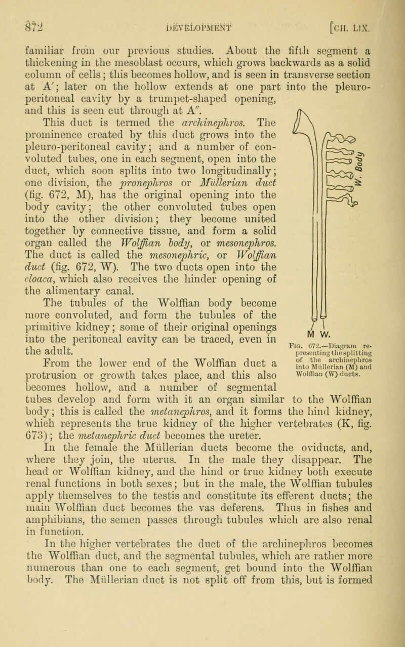 m ItKVKLOI'.MKNT [(11. 1.1V familiar from our previous studies. About the fifth segment a thickening in the mesoblast occurs, which grows backwards as a solid column of cells; this becomes hollow, and is seen in transverse section at A'; later on the hollow extends at one part into the pleuro- peritoneal cavity by a trumpet-shaped opening, and this is seen cut through at A. This duct is termed the archincphros. The prominence created by this duct grows into the pleuro-peritoneal cavity; and a number of con- voluted tubes, one in each segment, open into the duct, which soon splits into two longitudinally; one division, the pironcpliros or Mullerian duct (fig. 672, M), has the original opening into the body cavity; the other convoluted tubes open into the other division; they become united together by connective tissue, and form a solid organ called the Wolffian hody, or mesoncphros. The duct is called the mcsoncphric, or Wolffian duct (fig. 672, W). The two ducts open into the cloaca, which also receives the hinder opening of the alimentary canal. The tubules of the Wolffian body become more convoluted, and form the tubules of the primitive kidney; some of their original openings into the peritoneal cavity can be traced, even in the adult. From the lower end of the Wolffian duct a protrusion or growth takes place, and this also becomes hollow, and a number of segmental tubes develop and form with it an organ similar to the Wolffian body; this is called the metanephros, and it forms the hind kidney, which represents the true kidney of the higher vertebrates (K, fig. 673); the metanepliric duct becomes the ureter. In the female the Mullerian ducts become the oviducts, and, where they join, the uterus. In the male they disappear. The head or Wolifian kidney, and the hind or true kidney both execute renal functions in both sexes; but in the male, the Wolffian tubules apply themselves to the testis and constitute its efferent ducts; the main Wolffian duct becomes the vas deferens. Thus in fishes and amphibians, the semen passes through tubules which are also renal in function. In the higher vertebrates the duct of the archinephros becomes the Wolffian duct, and the segmental tubules, which are rather more numerous than one to each segment, get bound into the Wolifian body. The Mullerian duct is not split off from this, but is formed i M W. Fig. G7l'.—Diagram re- presenting the splitting of the archinephros into Miillerian (M) and Wolffian (W) ducts.
