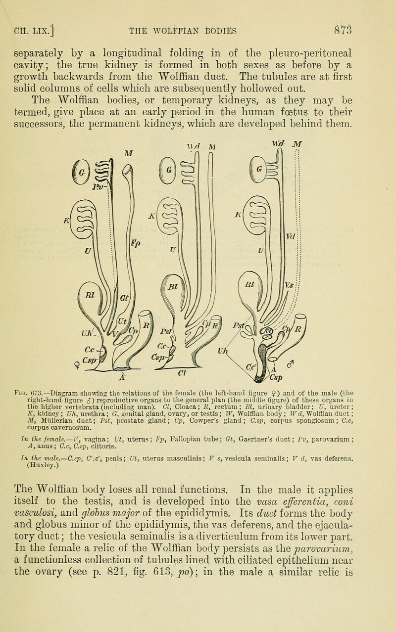 CH. tix] THE WOLFFIAN BODIES separately by a longitudinal folding in of the pleuro-peritoneal cavity; the true kidney is formed in both sexes as before by a growth backwards from the Wolffian duct. The tubules are at first solid columns of cells which are subsequently hollowed out. The Wolffian bodies, or temporary kidneys, as they may be termed, give place at an early period in the human foetus to their successors, the permanent kidneys, which are developed behind them. U.tf m Wtf M Fig. (373.—Diagram showing tlie relations of the female (the left-hand figure $) and of the male (the right-hand figure £) reproductive organs to the general plan (the middle figure) of these organs in the higher vertebrata (including man). CI, Cloaca ; R, rectum ; Bl, urinary bladder; U, ureter ; K, kidney ; Uh, urethra; G, genital gland, ovary, or testis ; W, Wolffian body; IV d, Wolffian duct; M, Miillerian duct; Pst, prostate gland; Cp, Cowper's gland; C.sp, corpus spongiosum ; C.c, corpus cavernosum. In the female.—V, vagina; Ut, uterus; Fp, Fallopian tube; Gt, Gaertner's duct; Pv, parovarium; A, anus; C.c, C.sp, clitoris. In the male.—C.sp, C.c1, penis; (Huxley.) Ut, uterus masculinis; V s, vesicula seminalis; V d, vas deferens. The Wolffian body loses all renal functions. In the male it applies itself to the testis, and is developed into the vasa efferentia, coni vasculosi, and globus major of the epididymis. Its duct forms the body and globus minor of the epididymis, the vas deferens, and the ejacula- tory duct; the vesicula seminalis is a diverticulum from its lower part. In the female a relic of the Wolffian body persists as the parovarium, a functionless collection of tubules lined with ciliated epithelium near the ovary (see p. 821, fig. 613, po); in the male a similar relic is