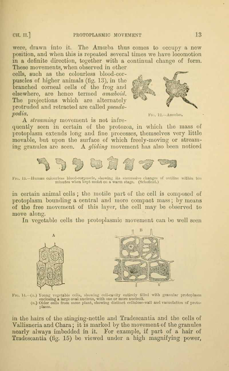 were, drawn into it. The Amoeba thus comes to occupy a new position, and when this is repeated several times we have locomotion in a definite direction, together with a continual change of form. These movoments, when observed in other cells, such as the colourless blood-cor- puscles of higher animals (fig. 13), in the ^ branched corneal cells of the frog and J| elsewhere, are hence termed amcebo'ul. *'l The projections which are alternately protruded and retracted are called pseudo- podia. A streaming movement is not infre- quently seen in certain of the protozoa, in which the mass of protoplasm extends long and fine processes, themselves very little movable, but upon the surface of which freely-moving or stream- ing granules are seen. A gliding movement has also been noticed Vh.. 12.- Amoeba WJ u ^y Flu. 13.—Human colourless blood-corpuscle, showing its successive changes of outline within ton minutes when kept moist on a warm stage. (Scholield.) in certain animal cells ; the motile part of the cell is composed of protoplasm bounding a central and more compact mass; by means of the free movement of this layer, the cell may be observed to move along. In vegetable cells the protoplasmic movement can be well seen Fia. 11. (a.) Young vegetable cells, showing cell-cavity entirely filled with granular protoplasm enclosing a large oval nucleus, with one or more nucleoli. (i'..) Older cells from same plant, showing distinct cellulose-wall and vacuolation of proto- plasm. in the hairs of the stinging-nettle and Tradescantia and the cells of Vallisneria and Chara; it is marked by the movement of the granules nearly always imbedded in it. For example, if part of a hair of Tradescantia (fig. 15) be viewed under a high magnifying power,