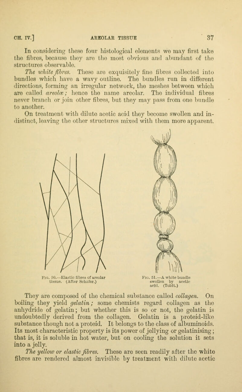 In considering these four histological elements wo may first, take thu fibres, because they are the most obvious and abundant of the structures observable. The white fibres. Those are exquisitely fine fibres collected into bundles which have a wavy outline. The bundles run in different directions, forming an irregular network, the meshes between which are called areola;; hence the name areolar. The individual fibres never branch or join other fibres, but they may pass from one bundle to another. On treatment with dilute acetic acid they become swollen and in- distinct, leaving the other structures mixed with them more apparent. Fig. 50.—Elastic fibres of areolar tissue. (After Schafer.) Fig. 51.—A white bundle swollen by acetic acid. (Toldt.) They are composed of the chemical substance called collagen. On boiling they yield gelatin; some chemists regard collagen as the anhydride of gelatin; but whether this is so or not, the gelatin is undoubtedly derived from the collagen. Gelatin is a proteid-like substance though not a proteid. It belongs to the class of albuminoids. Its most characteristic property is its power of jellying or gelatinising; that is, it is soluble in hot water, but on cooling the solution it sets into a jelly. The yellow or elastic fibres. These are seen readily after the white fibres are rendered almost invisible by treatment with dilute acetic